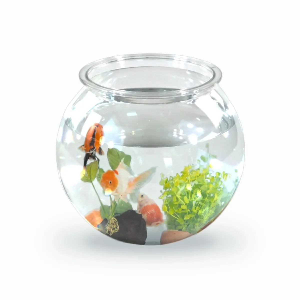 Mobiclinic Nemo Boccia per pesci, 4 litri, Plastica PET, Trasparente, 20x20x17,5 cm - immagine 1