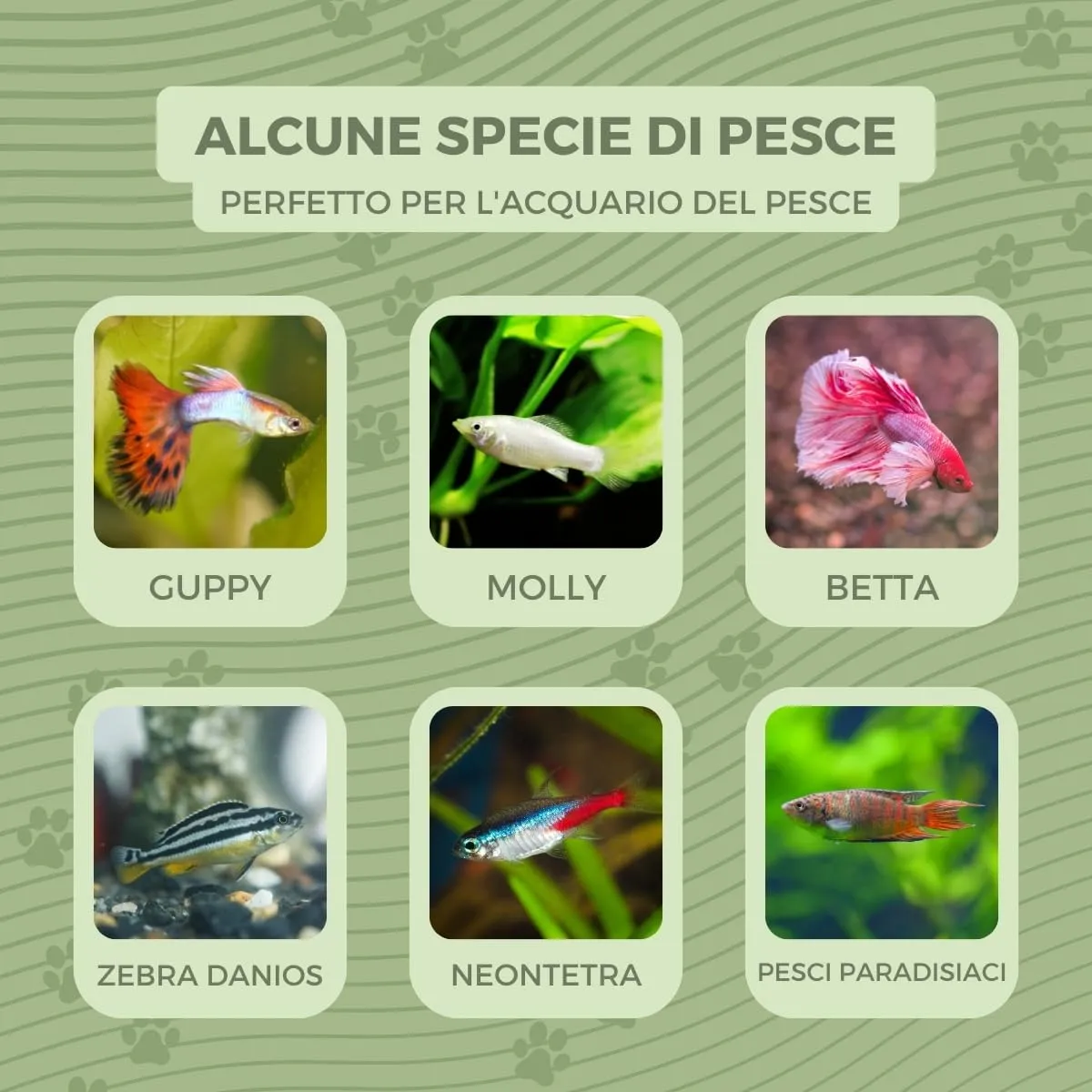 Mobiclinic Nemo Boccia per pesci, 4 litri, Plastica PET, Trasparente, 20x20x17,5 cm - immagine 7