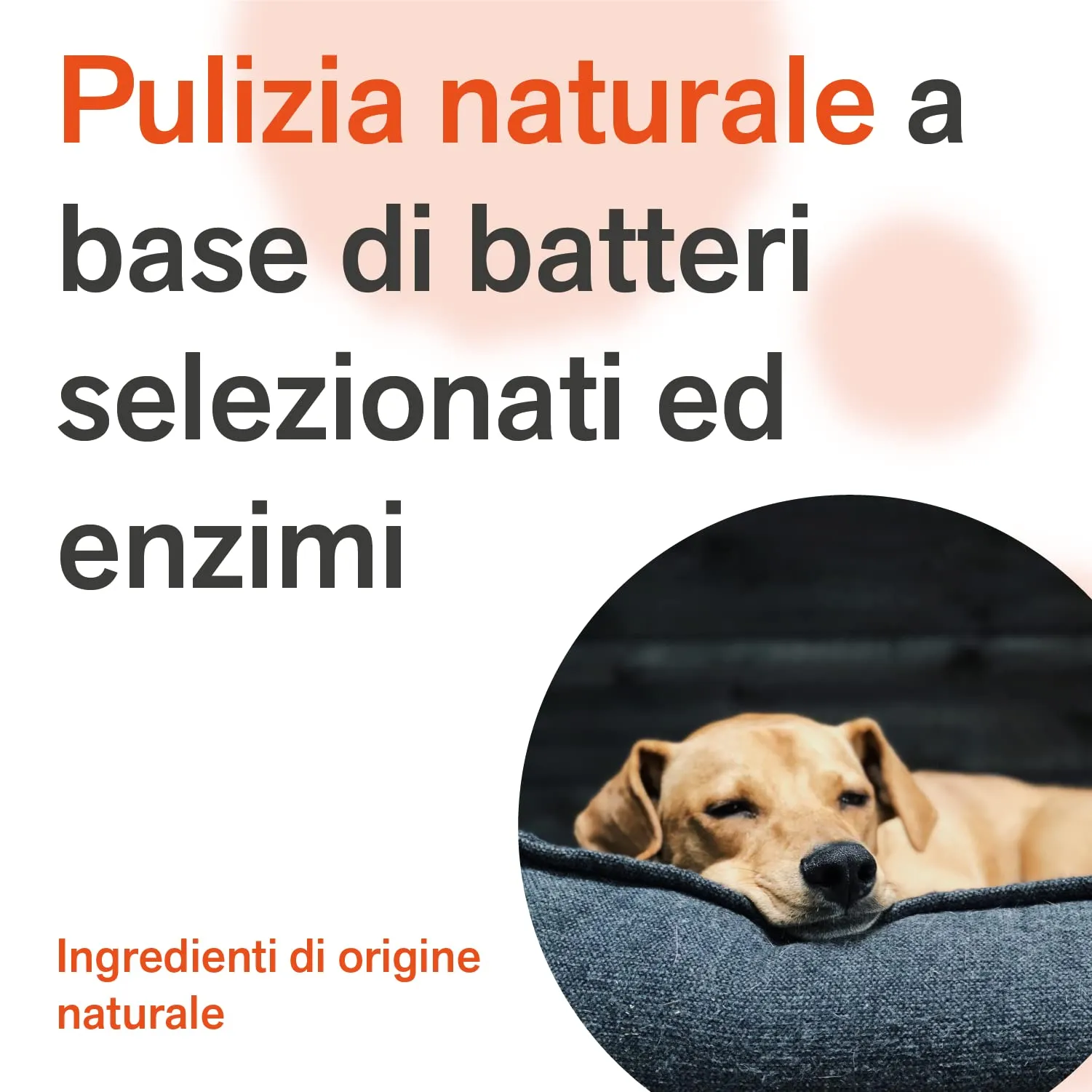 BactPro BactPets Elimina Odori e Macchie per Cani e Gatti, Spray 700 ml - immagine 5