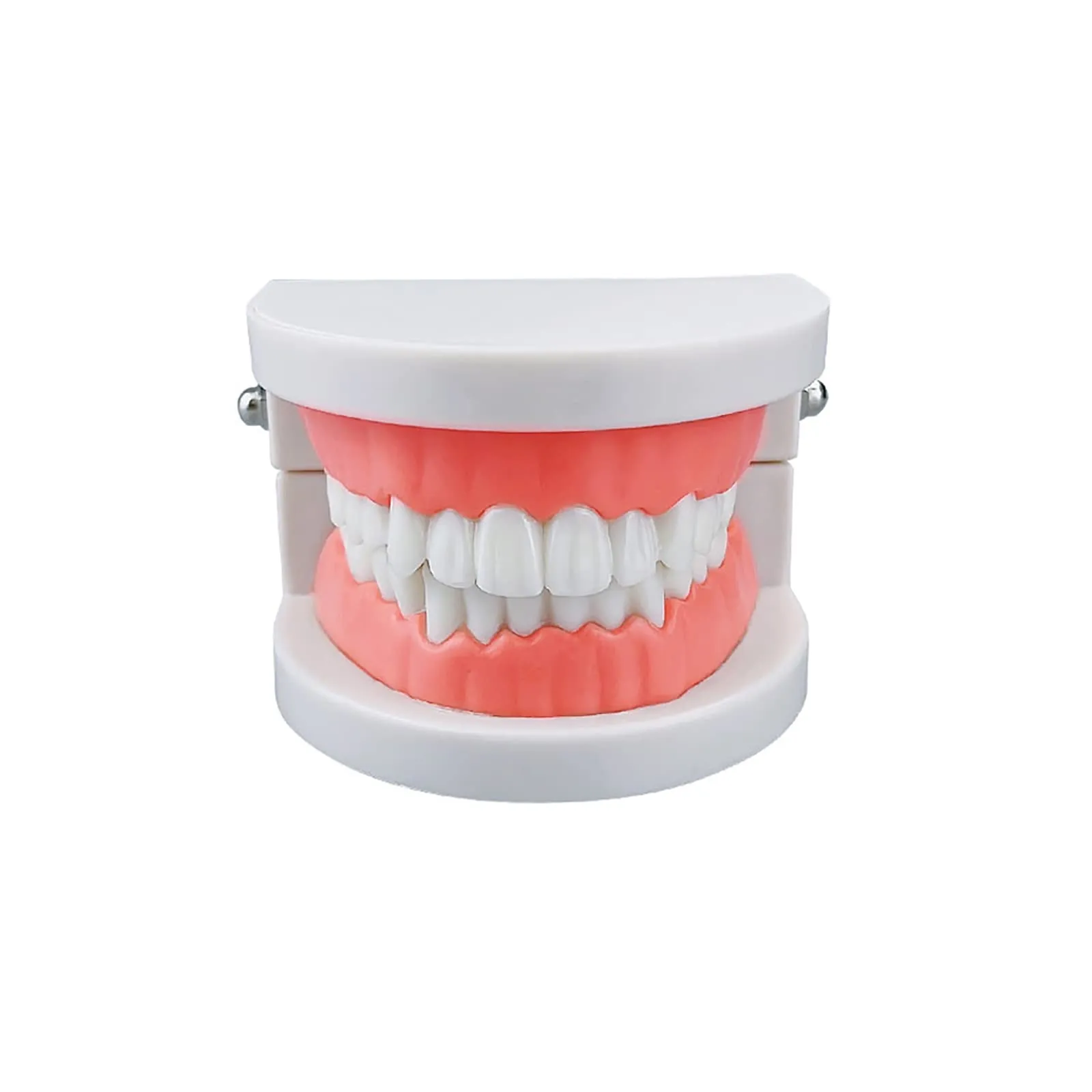 YOUYA DENTAL Adult Standard Typodont Teeth Demonstration Model TM-050 - immagine 2