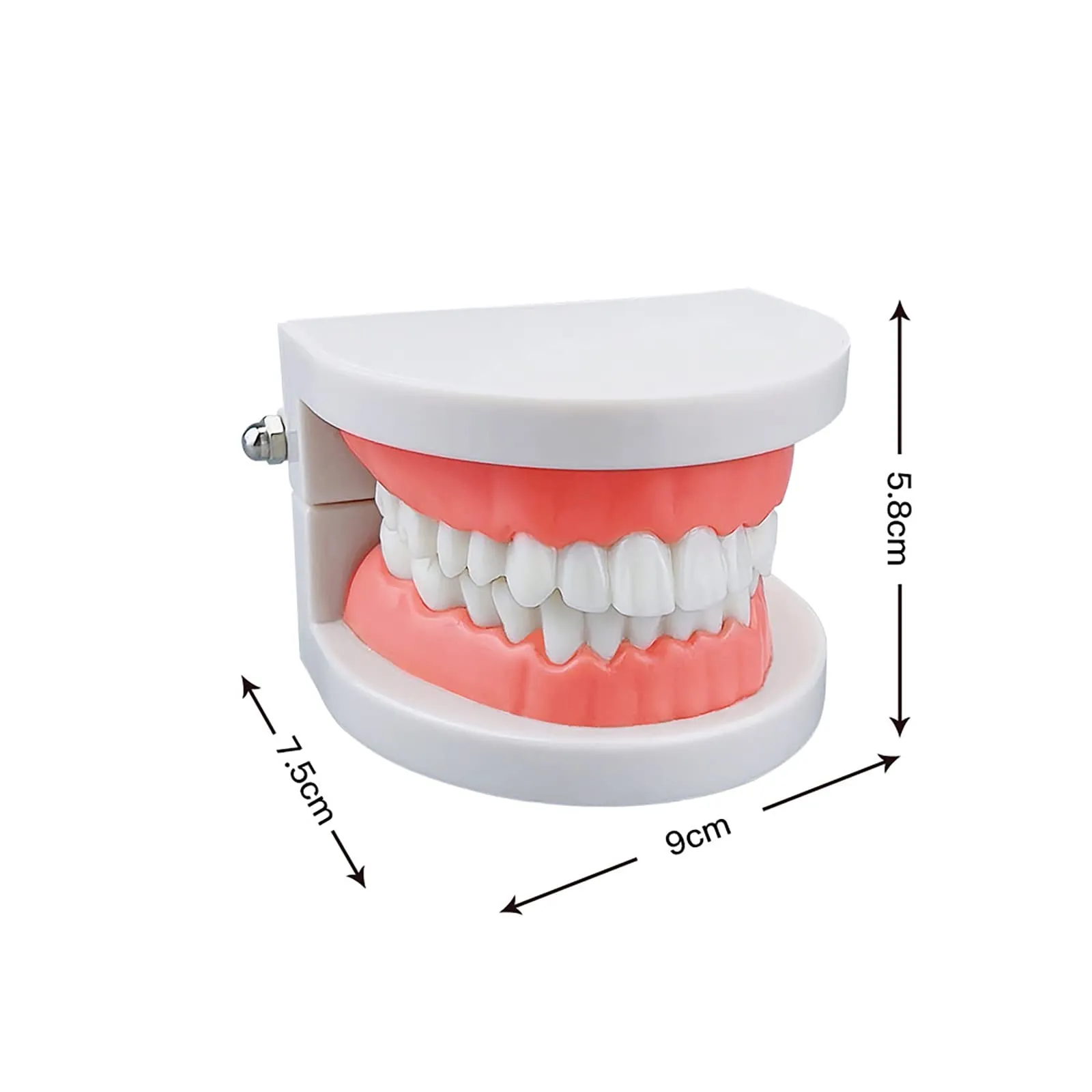 YOUYA DENTAL Adult Standard Typodont Teeth Demonstration Model TM-050 - immagine 3
