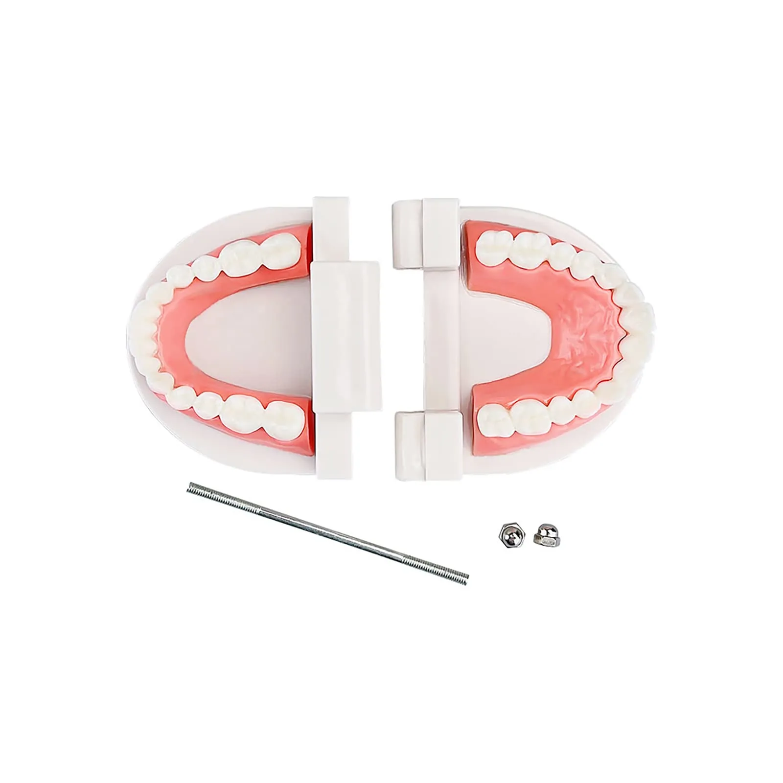 YOUYA DENTAL Adult Standard Typodont Teeth Demonstration Model TM-050 - immagine 4