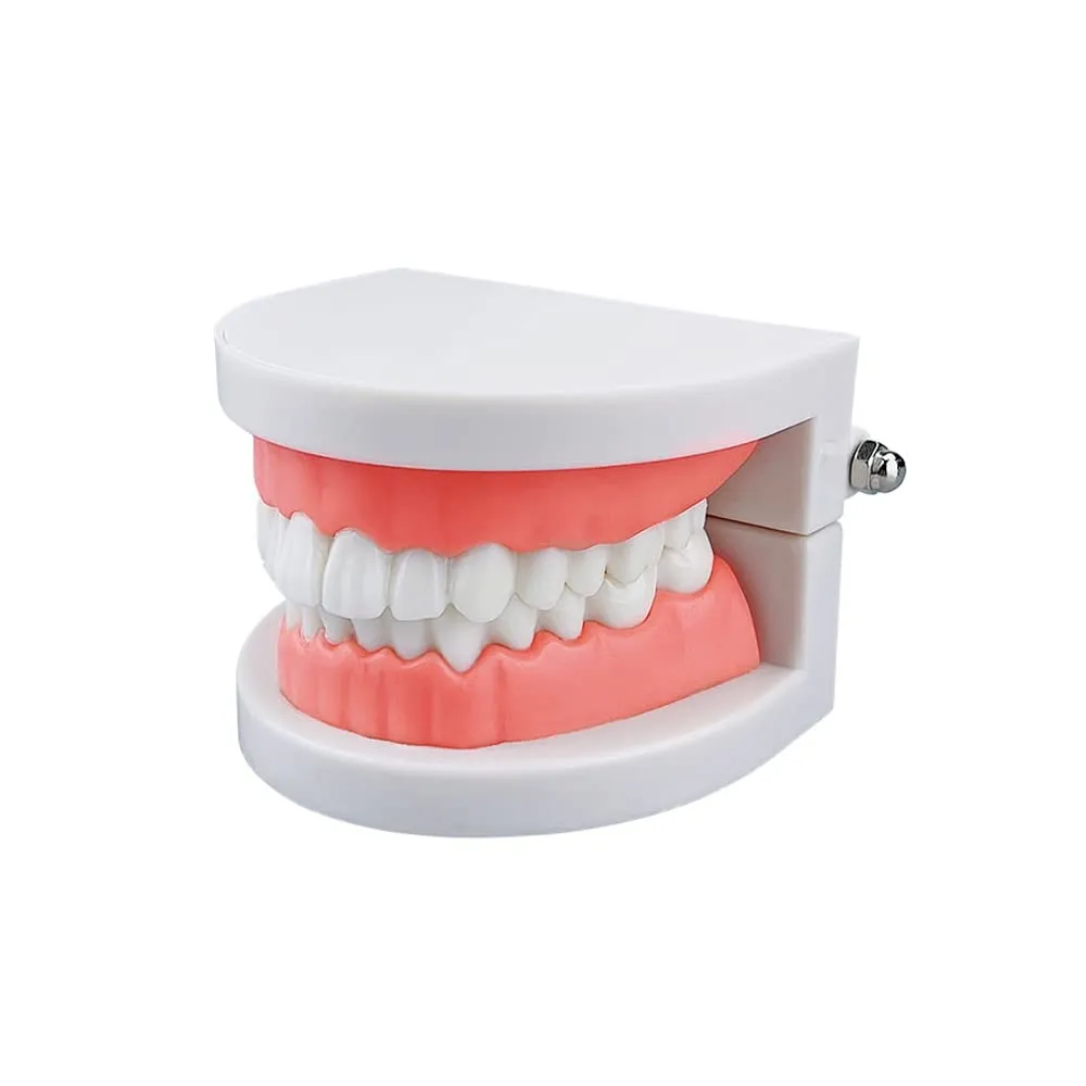 YOUYA DENTAL Adult Standard Typodont Teeth Demonstration Model TM-050 - immagine 5