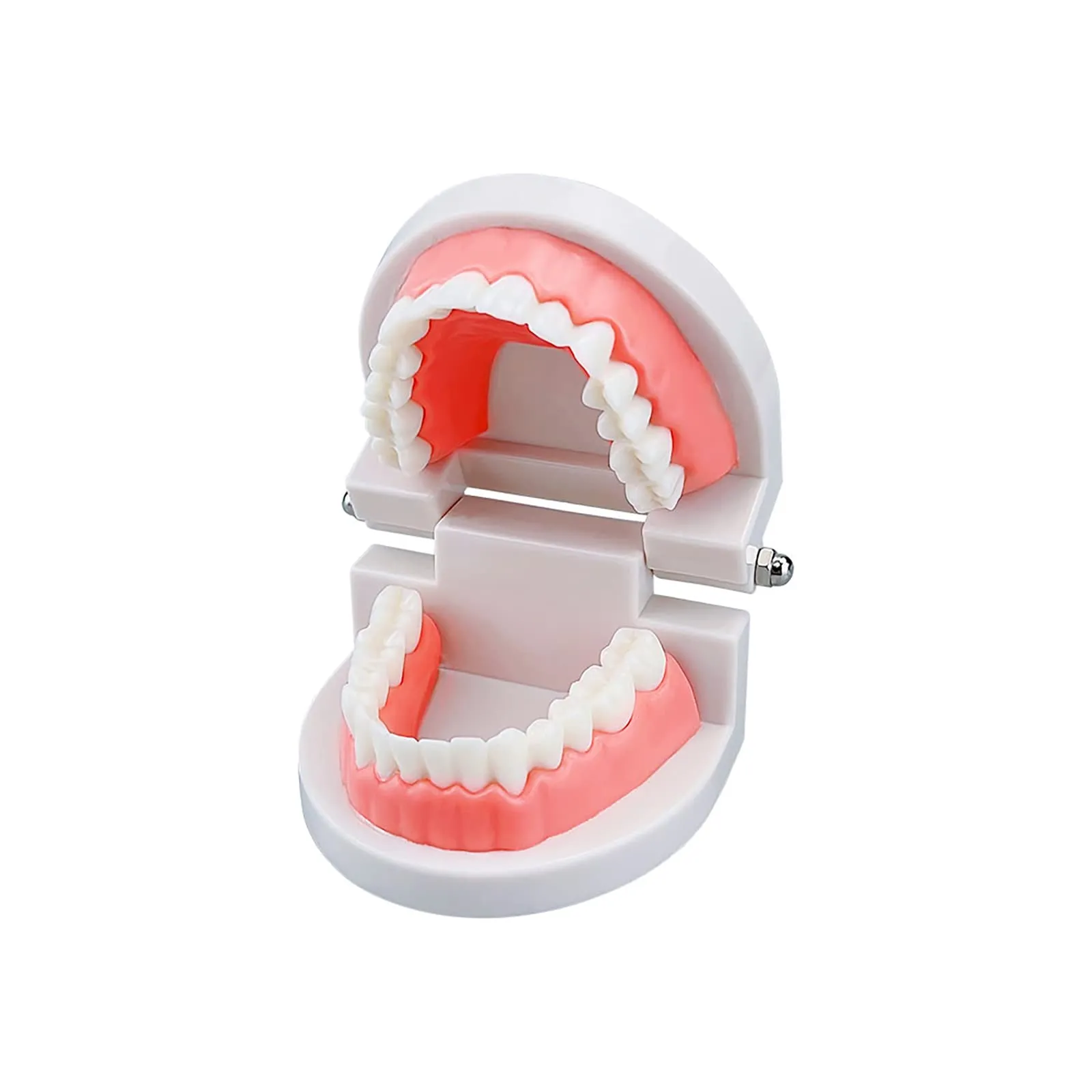 YOUYA DENTAL Adult Standard Typodont Teeth Demonstration Model TM-050 - immagine 6
