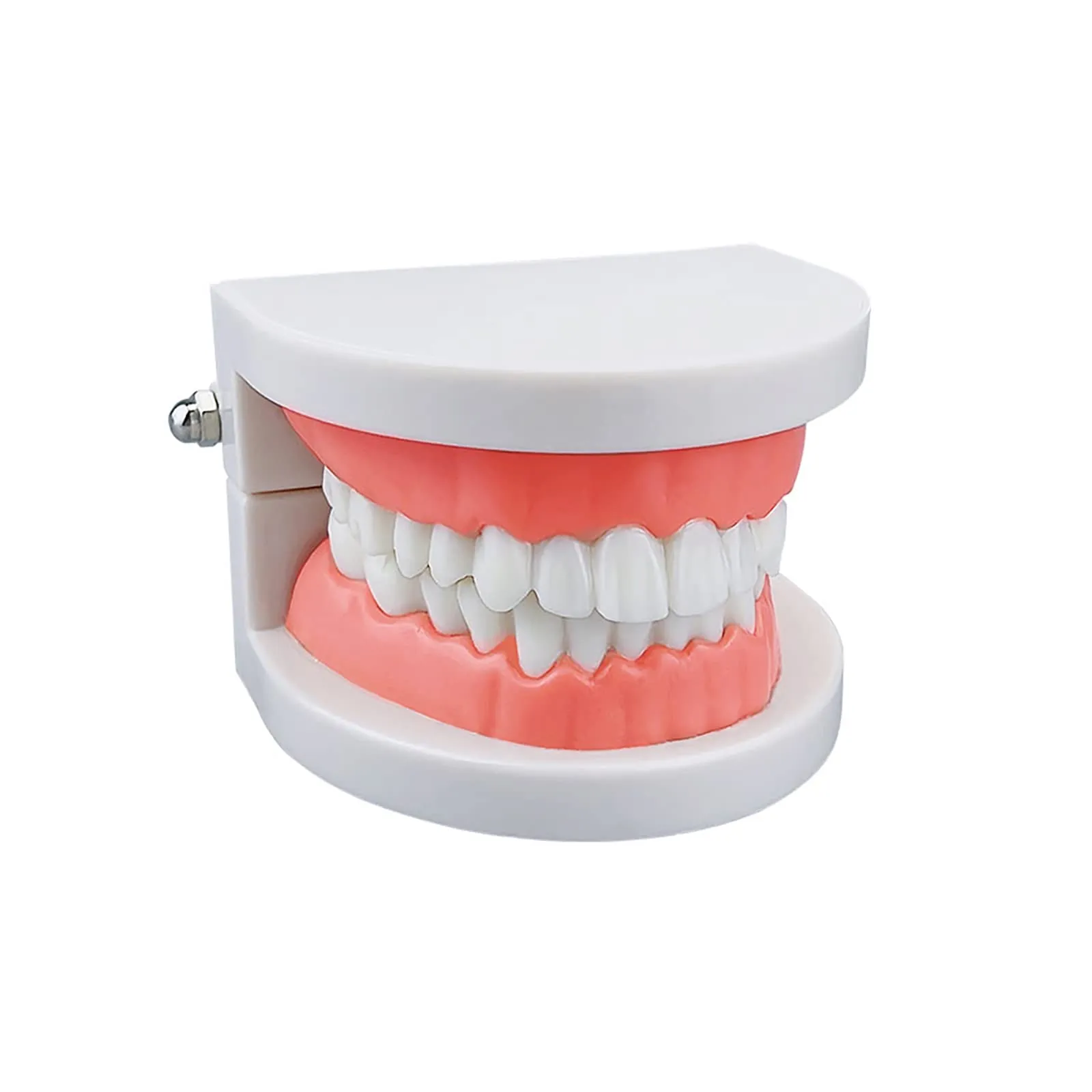 YOUYA DENTAL Adult Standard Typodont Teeth Demonstration Model TM-050 - immagine 7