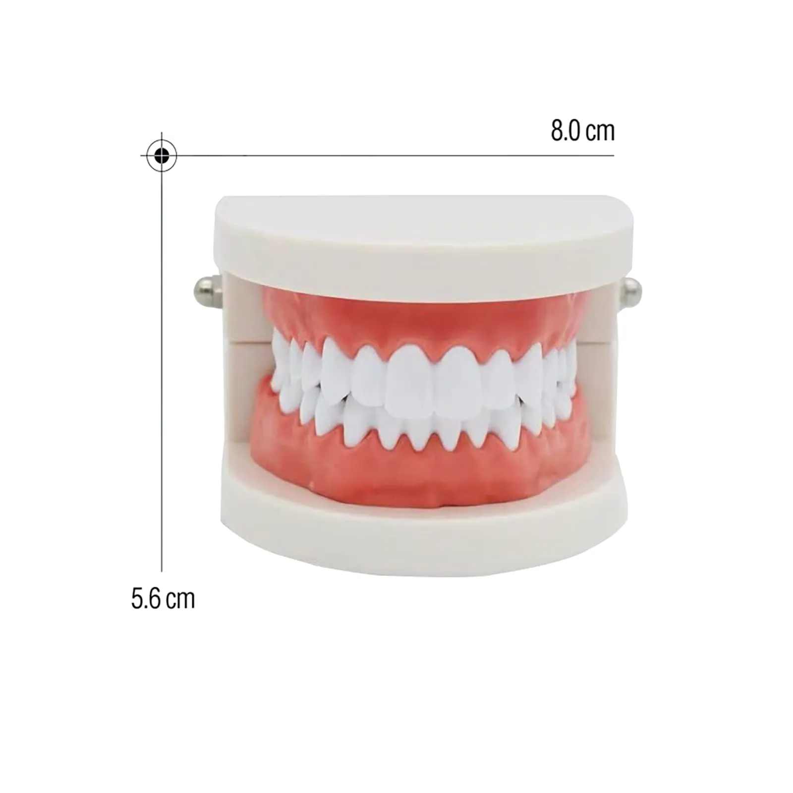 YOUYA DENTAL Adult Standard Typodont Teeth Demonstration Model TM-050 - immagine 8