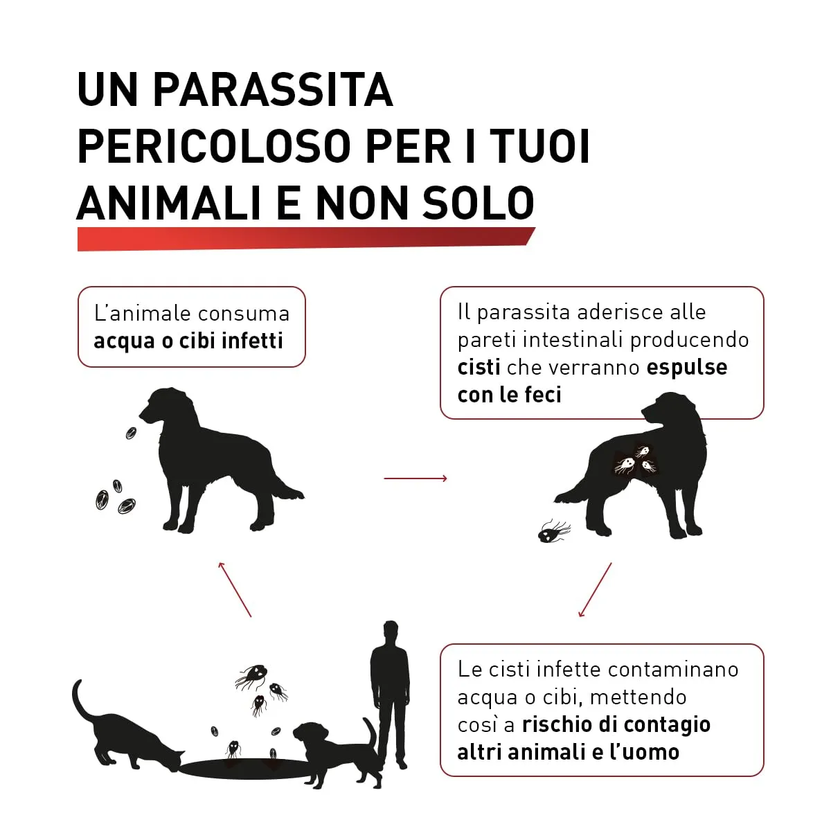 Panacur Compresse 250mg per Cani e Gatti - immagine 3