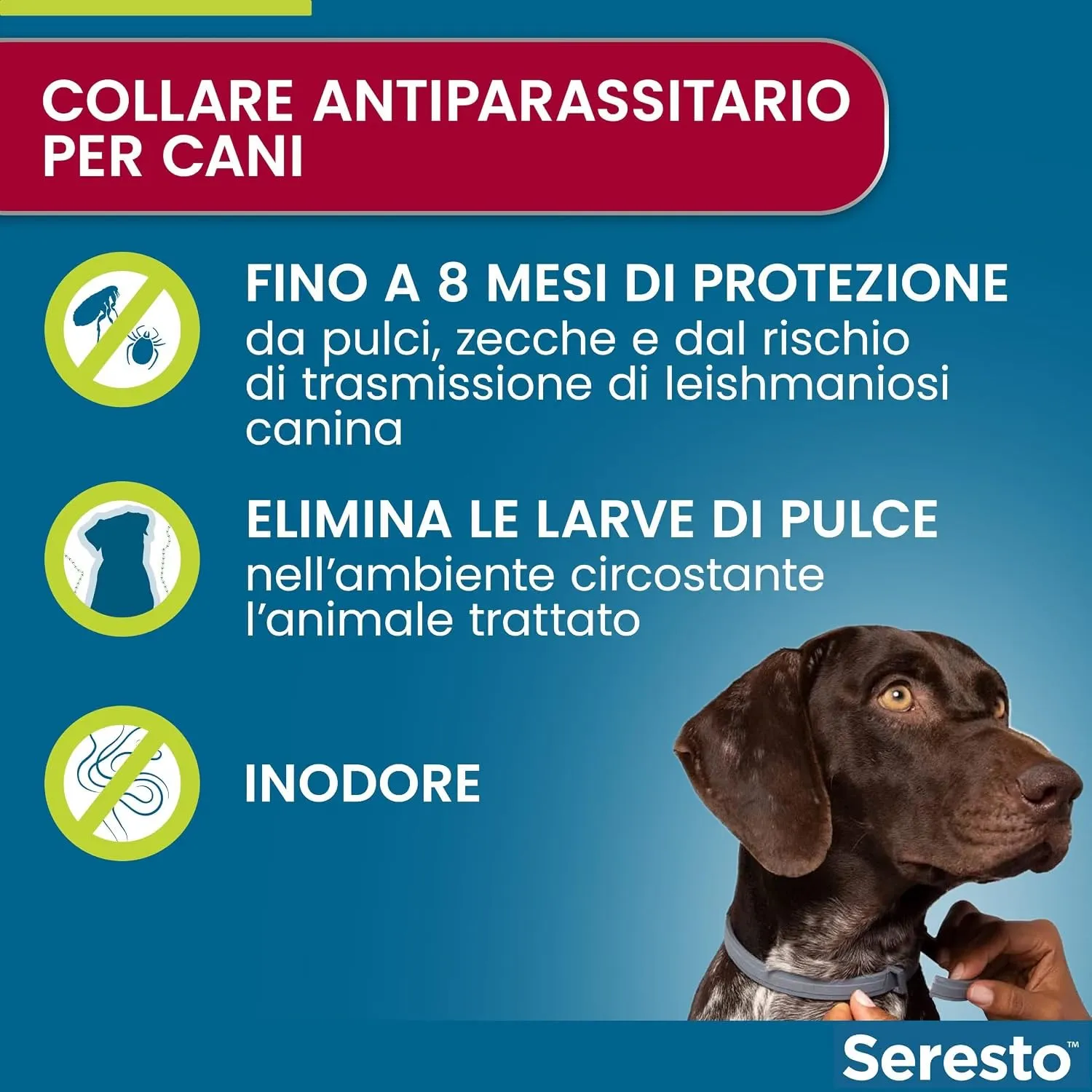 Seresto Collare per Cani fino a 8kg, Nylon, Piccola Taglia - immagine 3