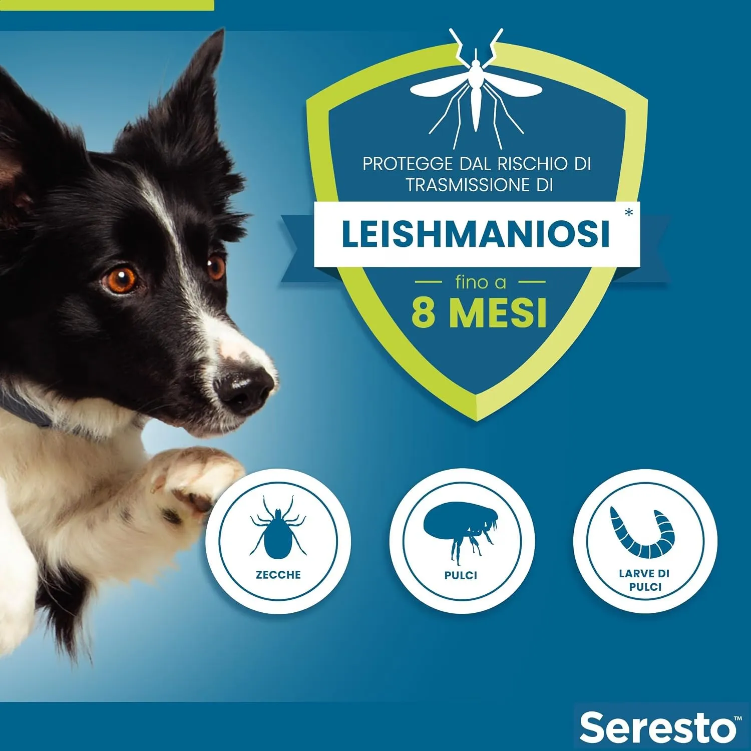 Seresto Collare per Cani fino a 8kg, Nylon, Piccola Taglia - immagine 6