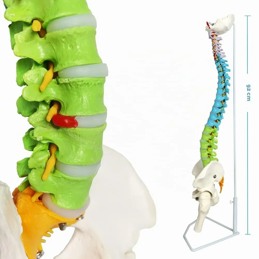 EVOTECH SCIENTIFIC Modello di Colonna Vertebrale e Bacino Flessibile Colorato 87cm 1:1 - immagine 2