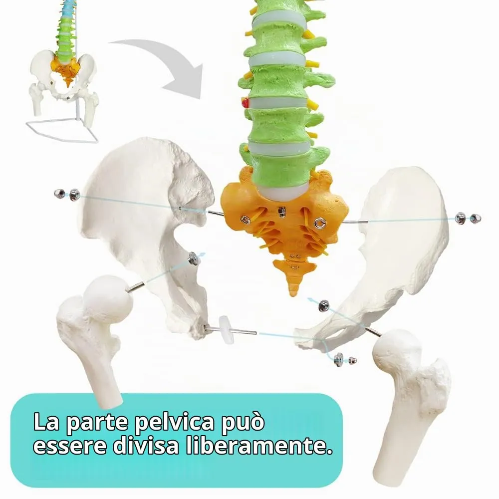 EVOTECH SCIENTIFIC Modello di Colonna Vertebrale e Bacino Flessibile Colorato 87cm 1:1 - immagine 3