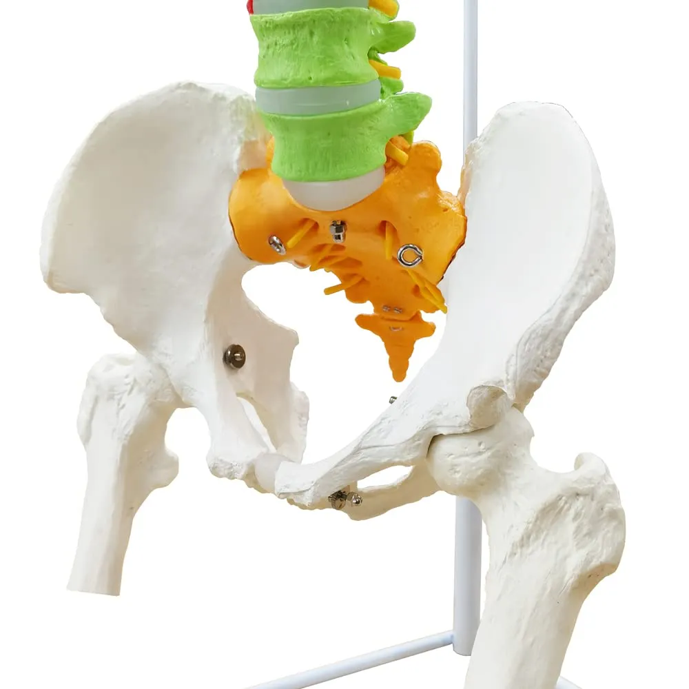 EVOTECH SCIENTIFIC Modello di Colonna Vertebrale e Bacino Flessibile Colorato 87cm 1:1 - immagine 4