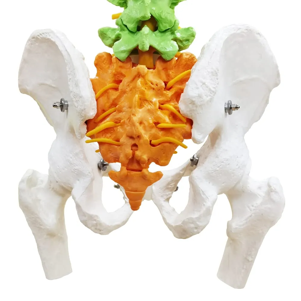 EVOTECH SCIENTIFIC Modello di Colonna Vertebrale e Bacino Flessibile Colorato 87cm 1:1 - immagine 5