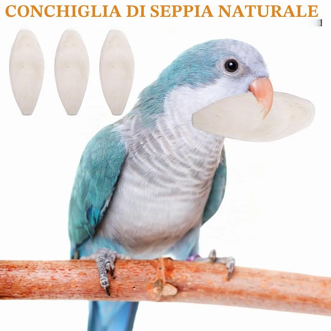 WeddHuis Osso di Seppia per Tartarughe, Uccelli, Rettili e Lumache, 6 Pezzi (10-12cm) - immagine 3