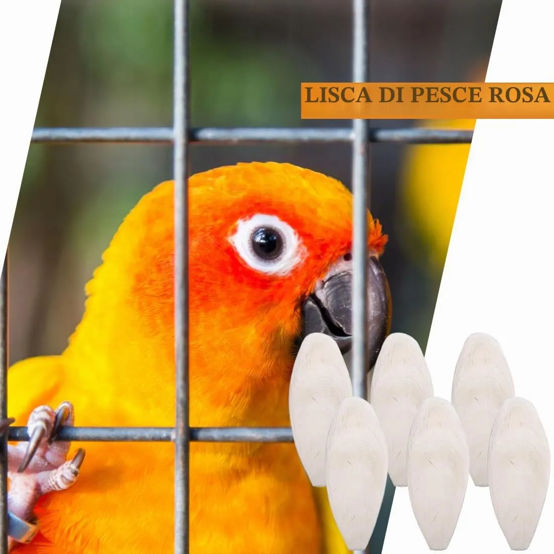 WeddHuis Osso di Seppia per Tartarughe, Uccelli, Rettili e Lumache, 6 Pezzi (10-12cm) - immagine 4