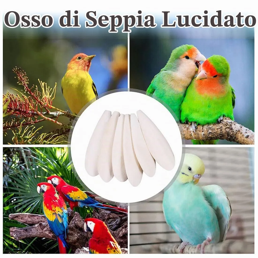 WeddHuis Osso di Seppia per Tartarughe, Uccelli, Rettili e Lumache, 6 Pezzi (10-12cm) - immagine 6