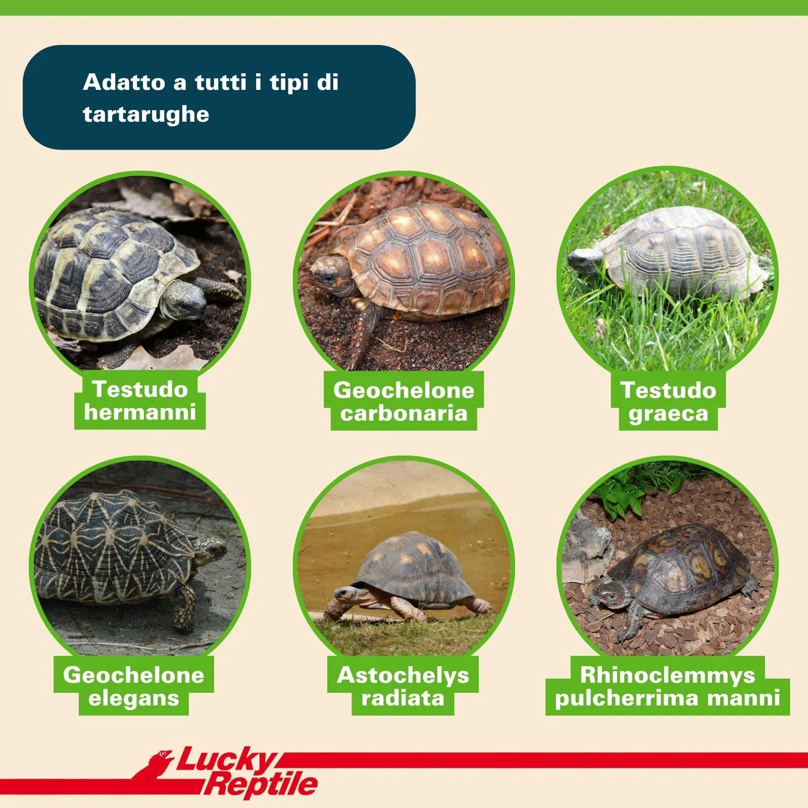 Lucky Reptile 65131 Terriccio di substrato per tartarughe da terra, 20 litri, Brown - immagine 3