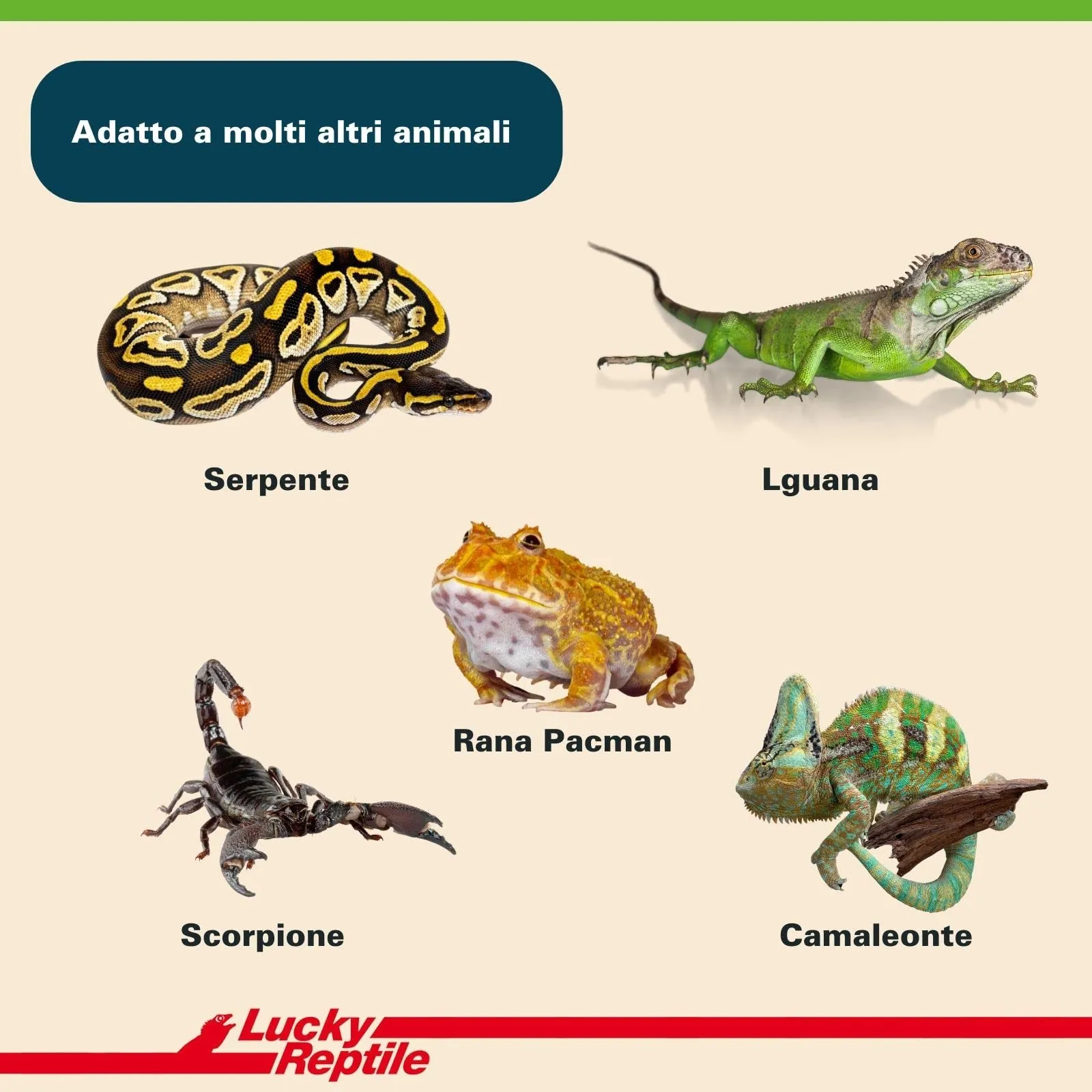 Lucky Reptile 65131 Terriccio di substrato per tartarughe da terra, 20 litri, Brown - immagine 5