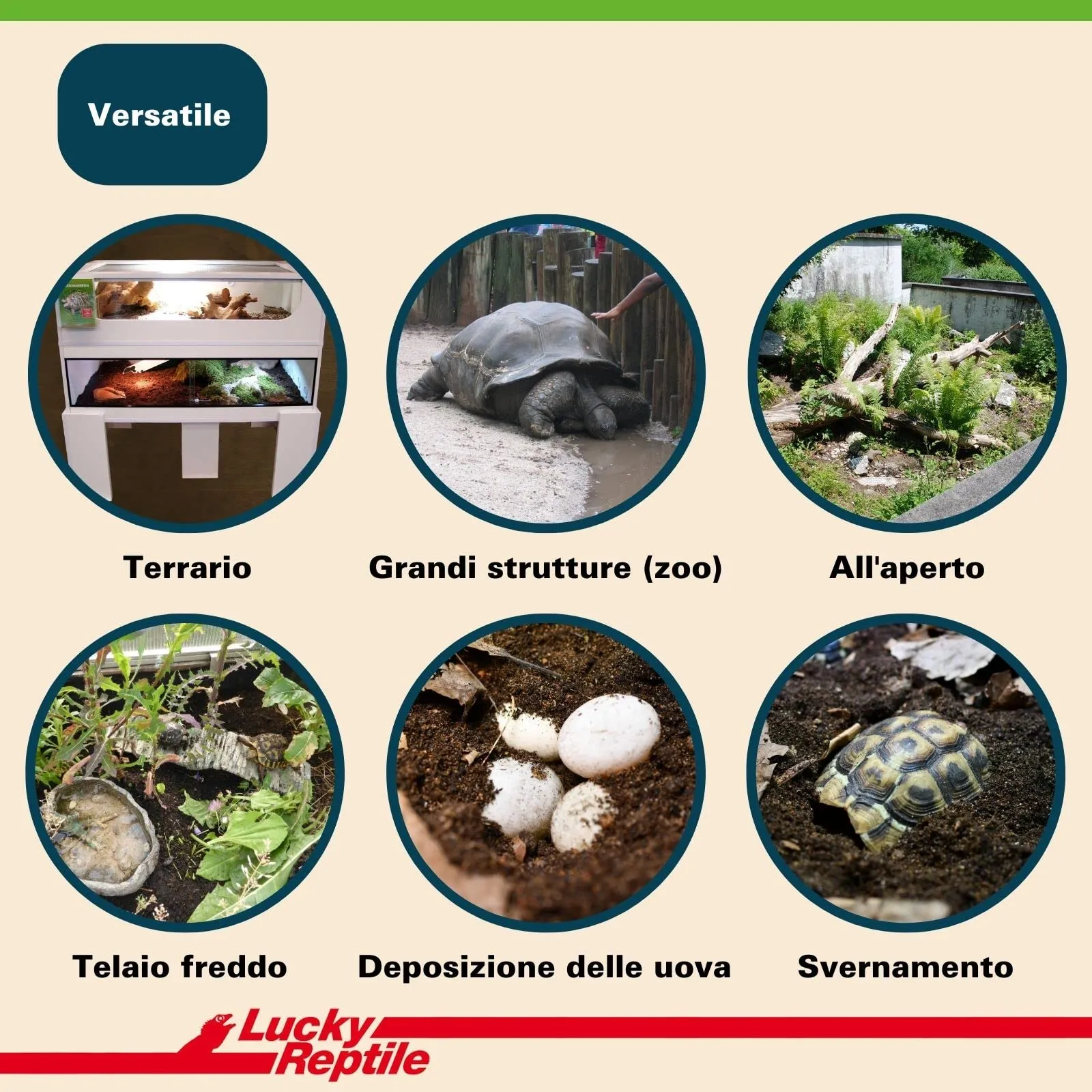 Lucky Reptile 65131 Terriccio di substrato per tartarughe da terra, 20 litri, Brown - immagine 7