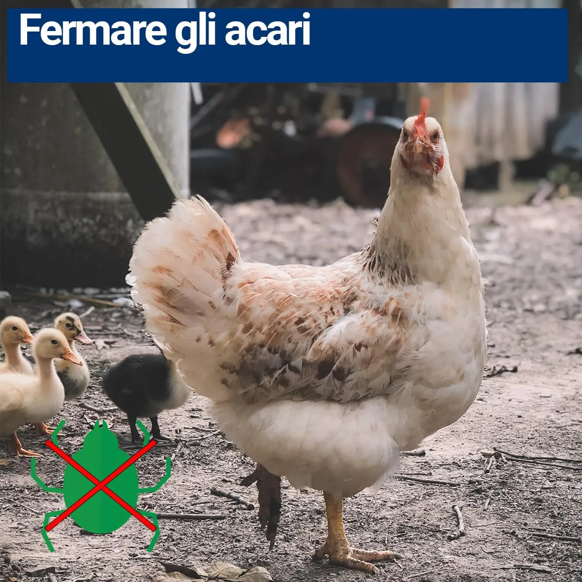 BMUT Spray Antiacaro per Pollame e Uccelli, 1000 ml - immagine 8