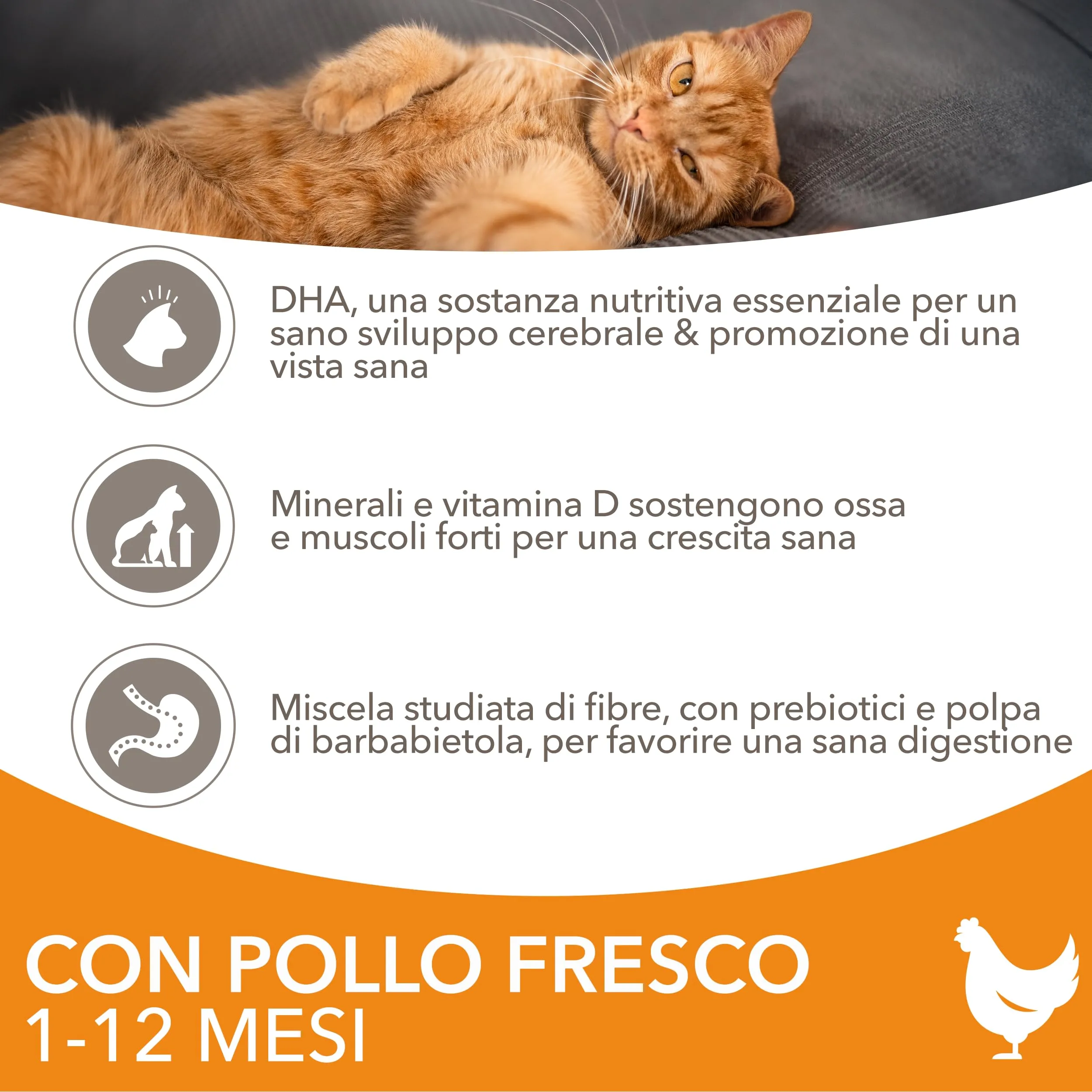 IAMS Cibo secco per gattini 1-12 mesi al pollo, 3 kg - immagine 3