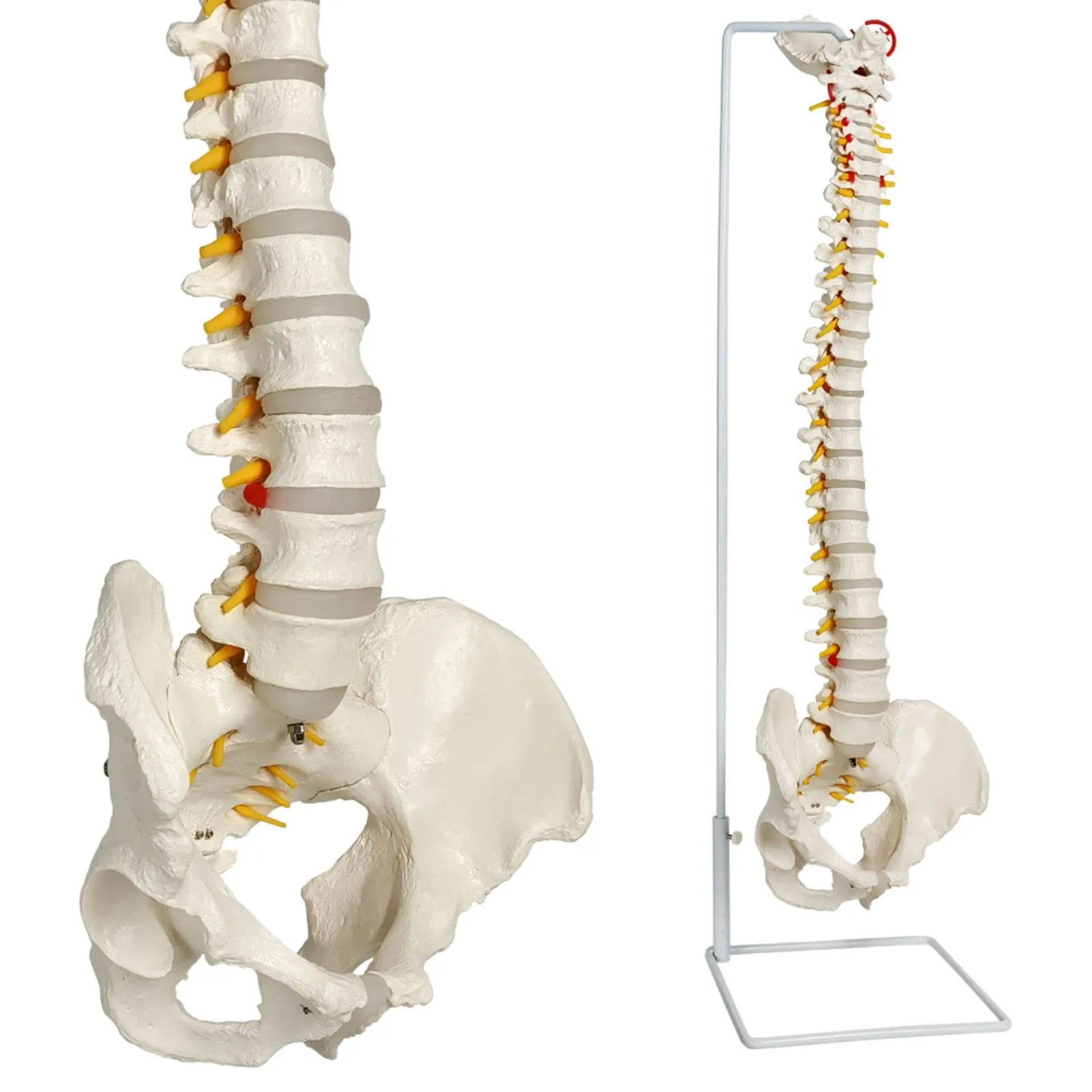 EVOTECH SCIENTIFIC Modello di Colonna Vertebrale e Bacino Maschile Flessibile, 33"/85cm, 1:1 - immagine 1