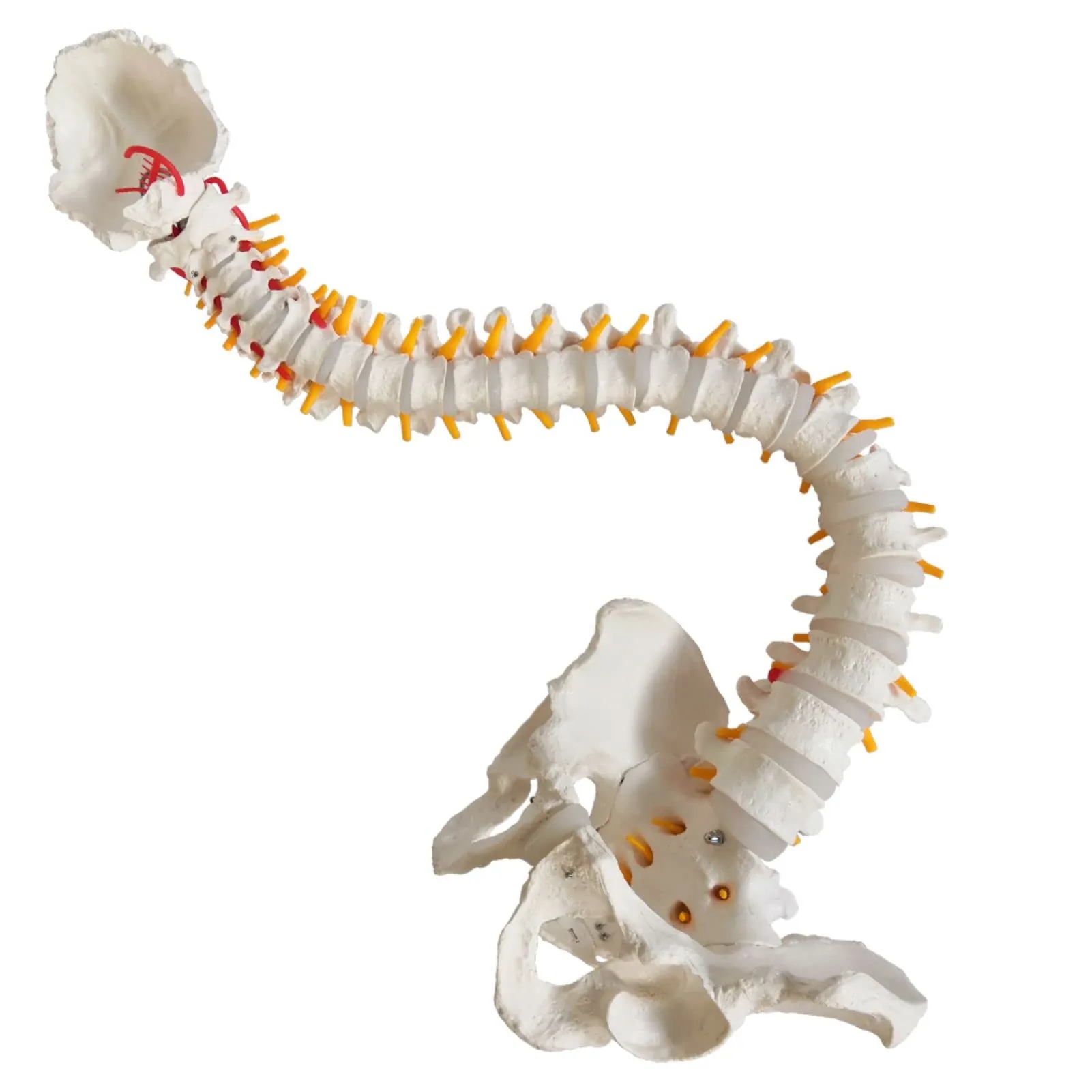 EVOTECH SCIENTIFIC Modello di Colonna Vertebrale e Bacino Maschile Flessibile, 33"/85cm, 1:1 - immagine 2
