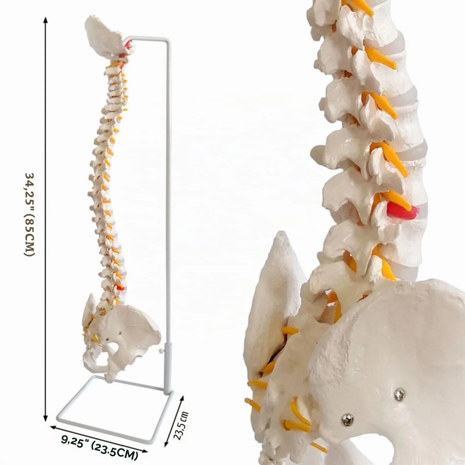 EVOTECH SCIENTIFIC Modello di Colonna Vertebrale e Bacino Maschile Flessibile, 33"/85cm, 1:1 - immagine 3