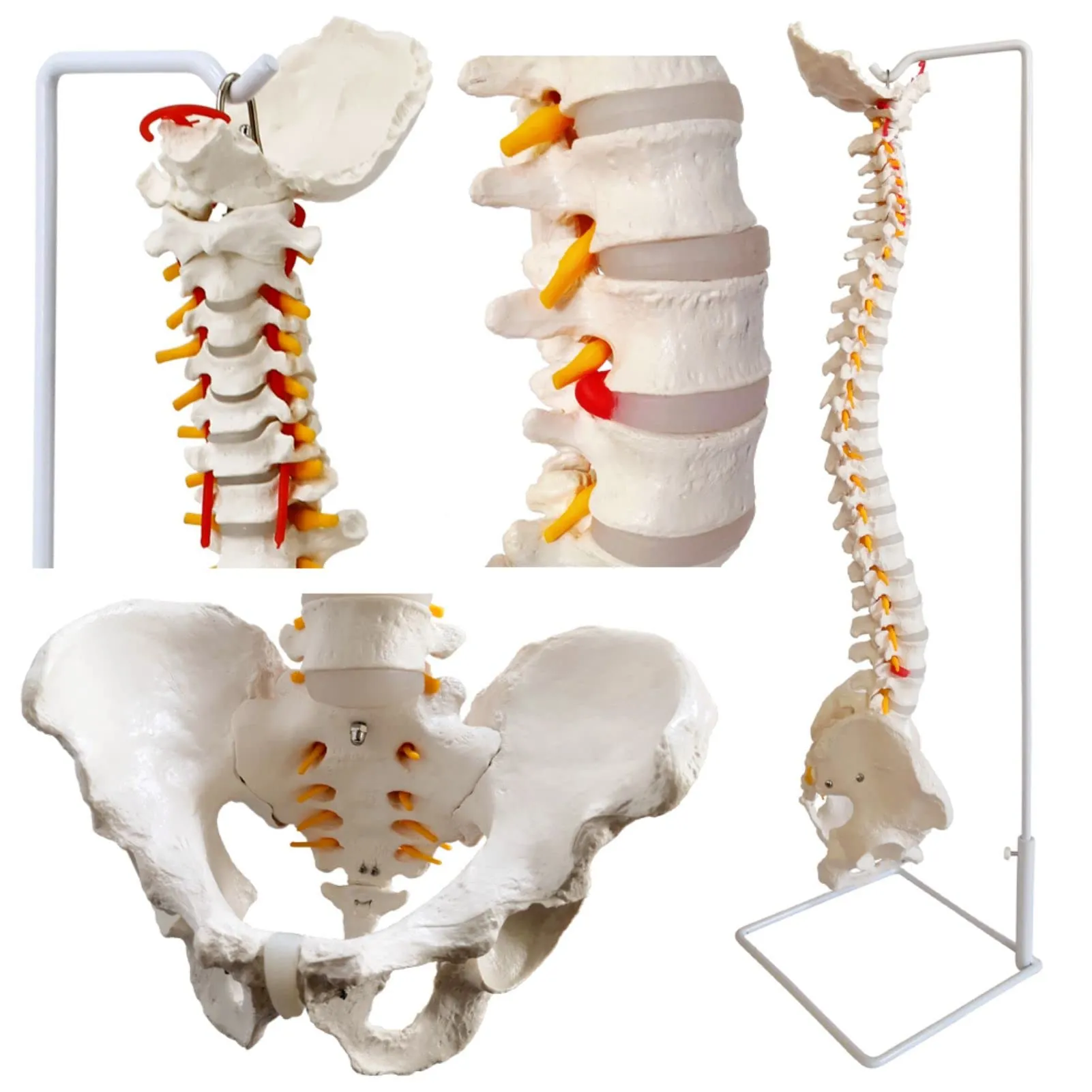 EVOTECH SCIENTIFIC Modello di Colonna Vertebrale e Bacino Maschile Flessibile, 33"/85cm, 1:1 - immagine 4