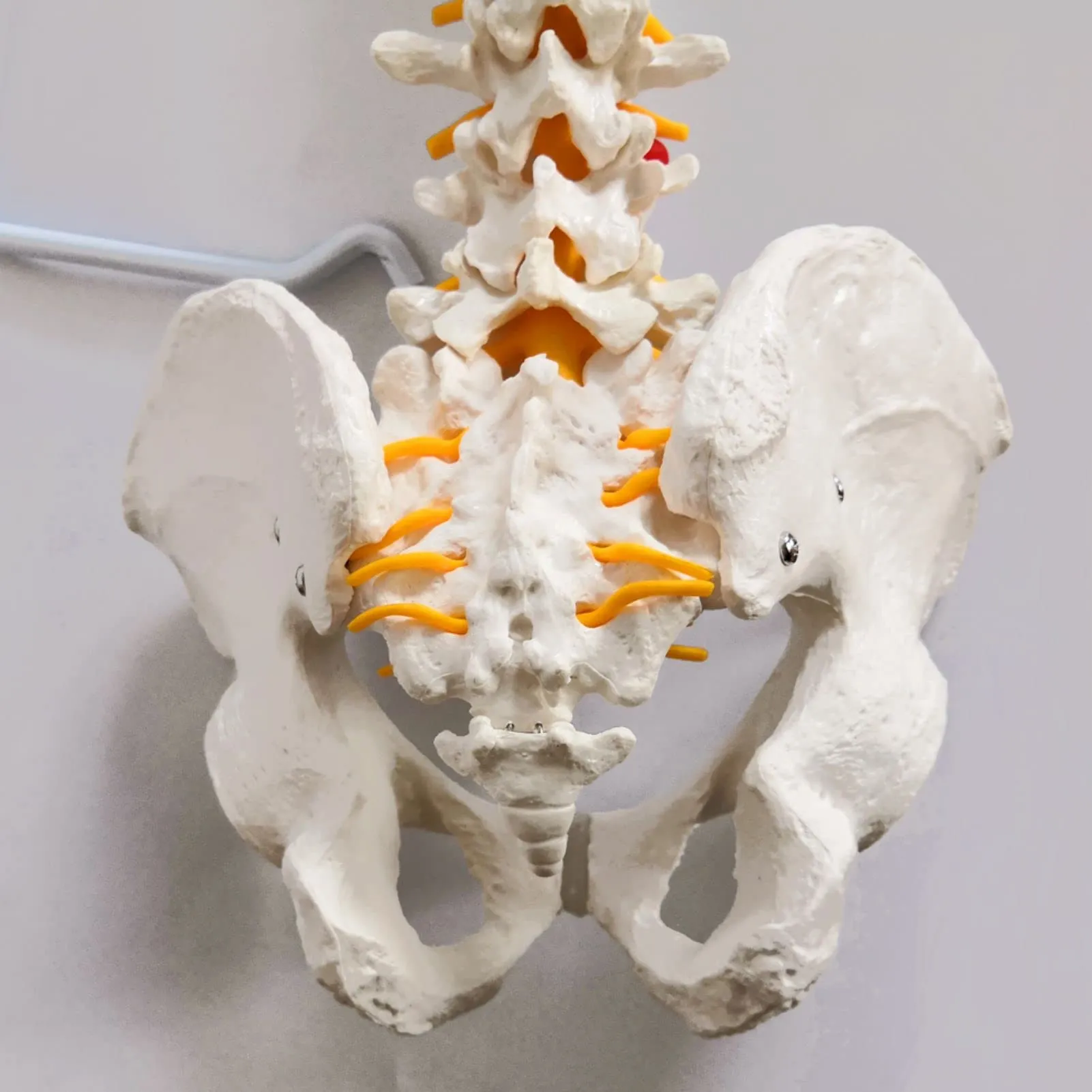 EVOTECH SCIENTIFIC Modello di Colonna Vertebrale e Bacino Maschile Flessibile, 33"/85cm, 1:1 - immagine 5
