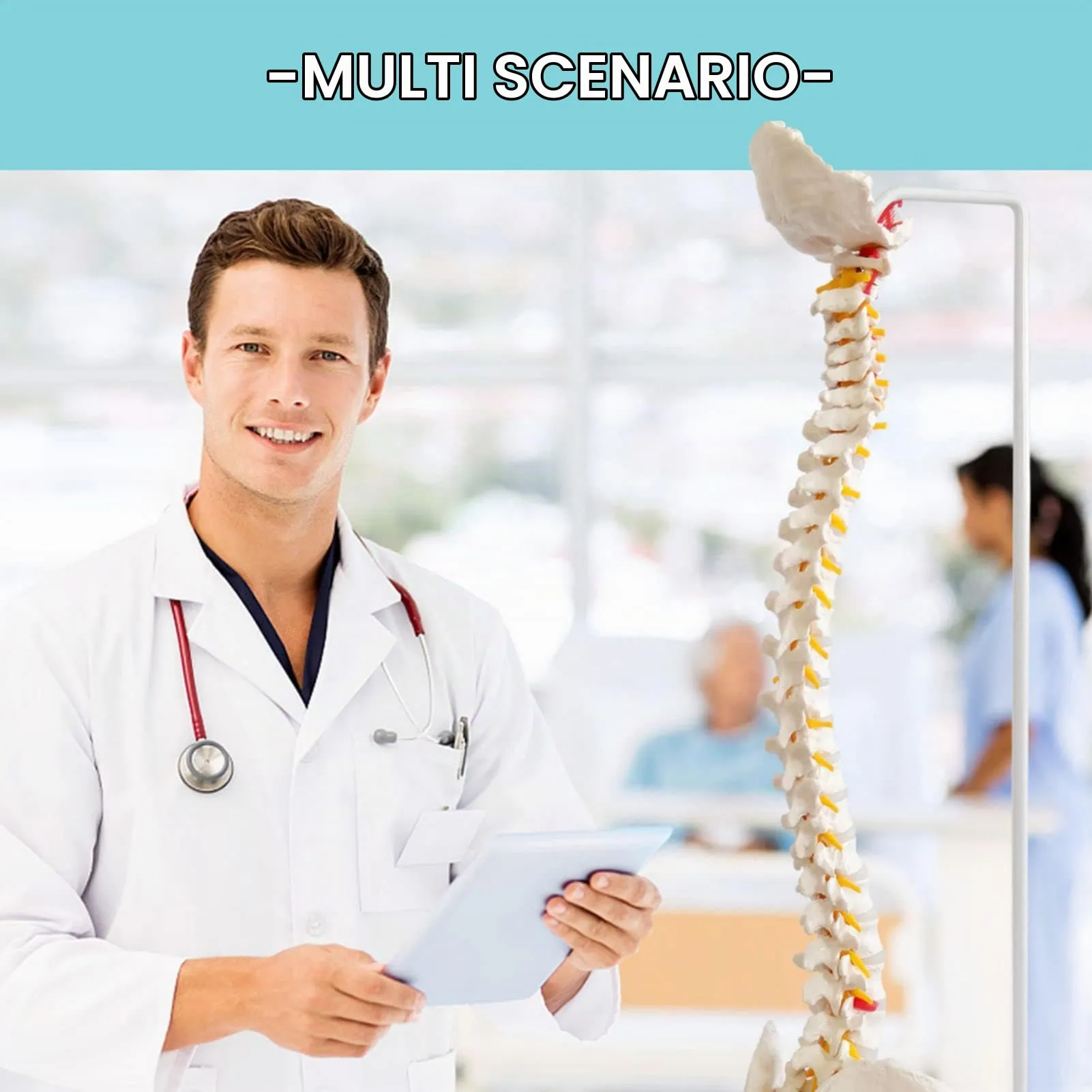 EVOTECH SCIENTIFIC Modello di Colonna Vertebrale e Bacino Maschile Flessibile, 33"/85cm, 1:1 - immagine 7