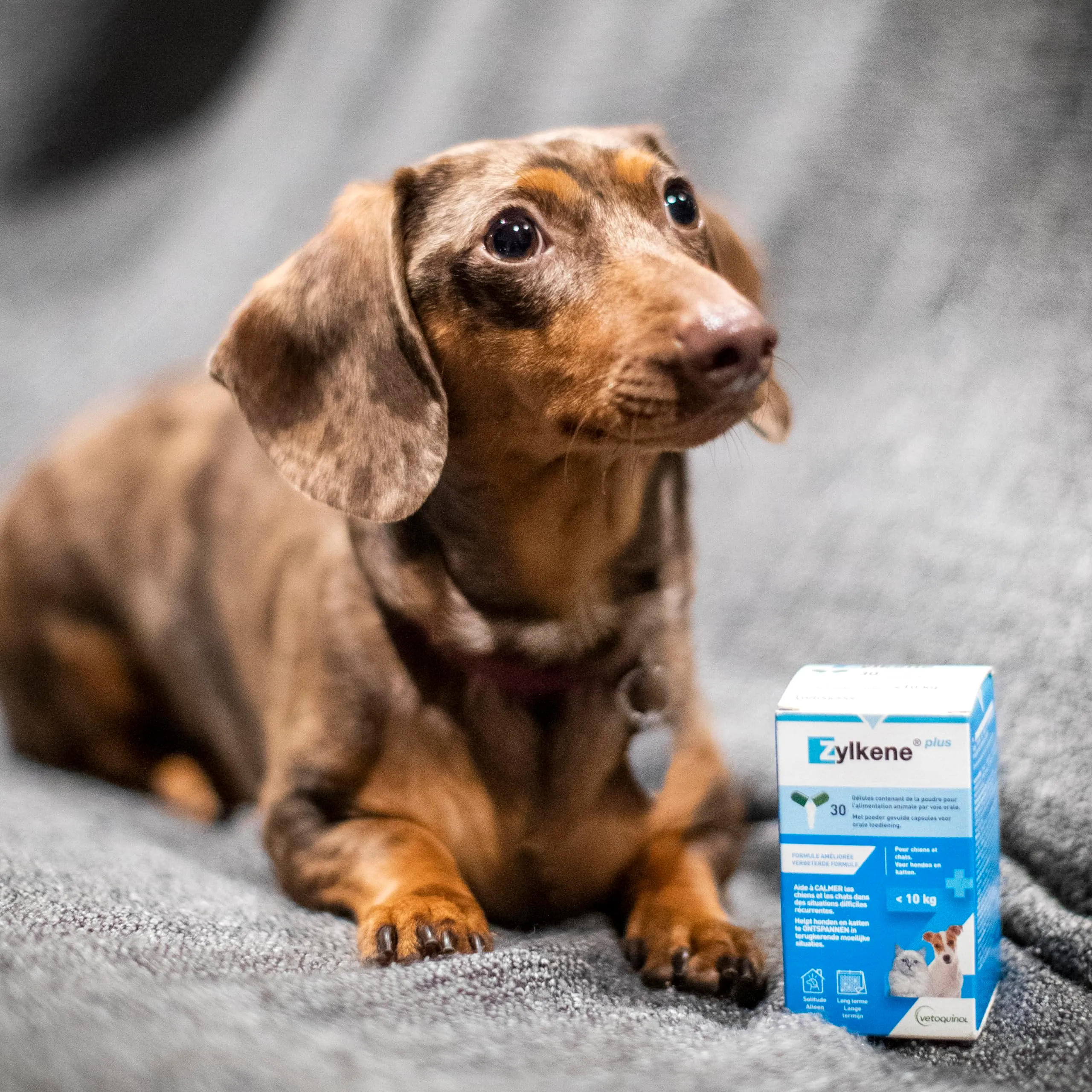 Vetoquinol Zylkene Plus Mangime Complementare per Gatti e Cani fino a 10 kg, 75 mg, 30 capsule - immagine 5