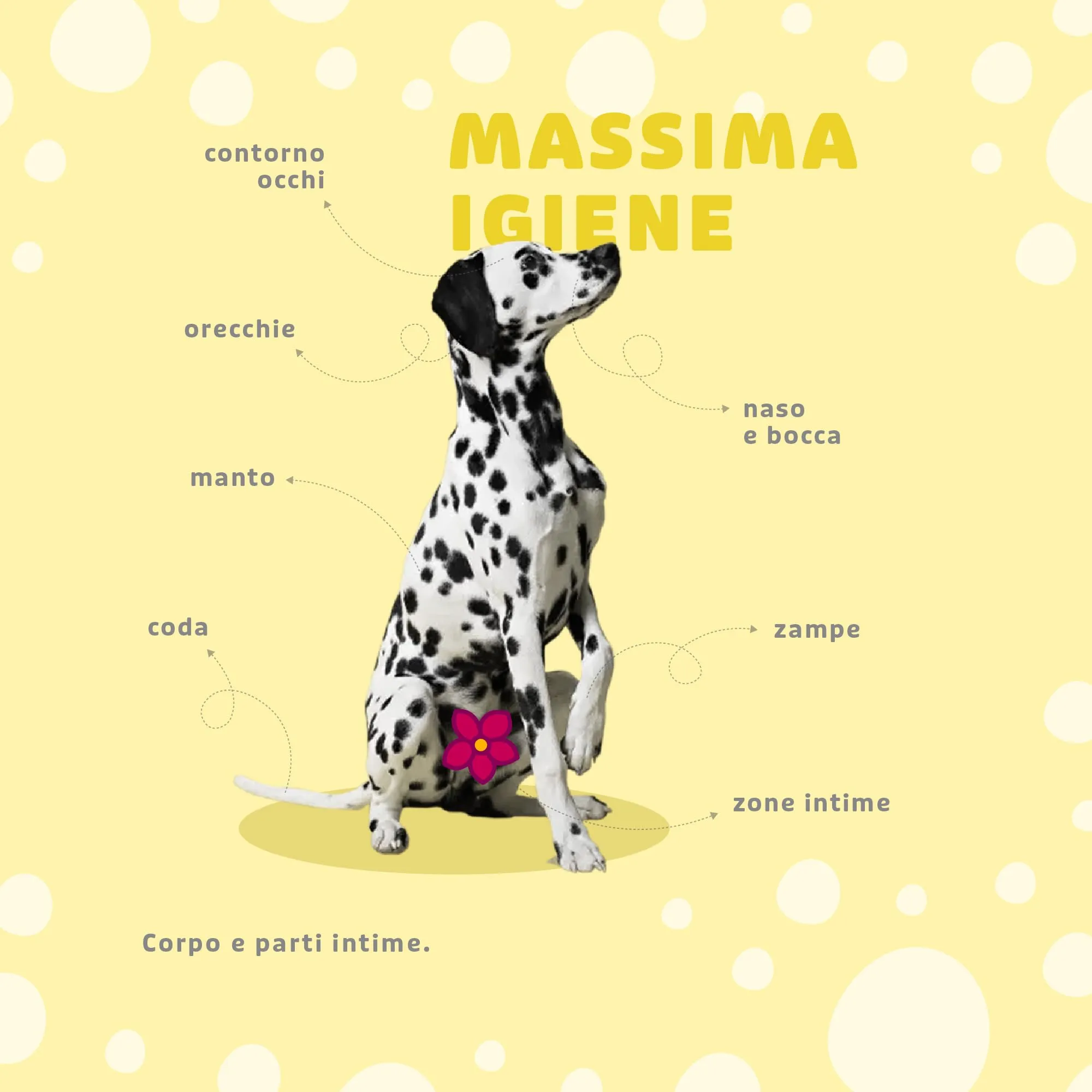 Animal House Salviette alla Camomilla per Cani e Gatti, 100pz - immagine 3