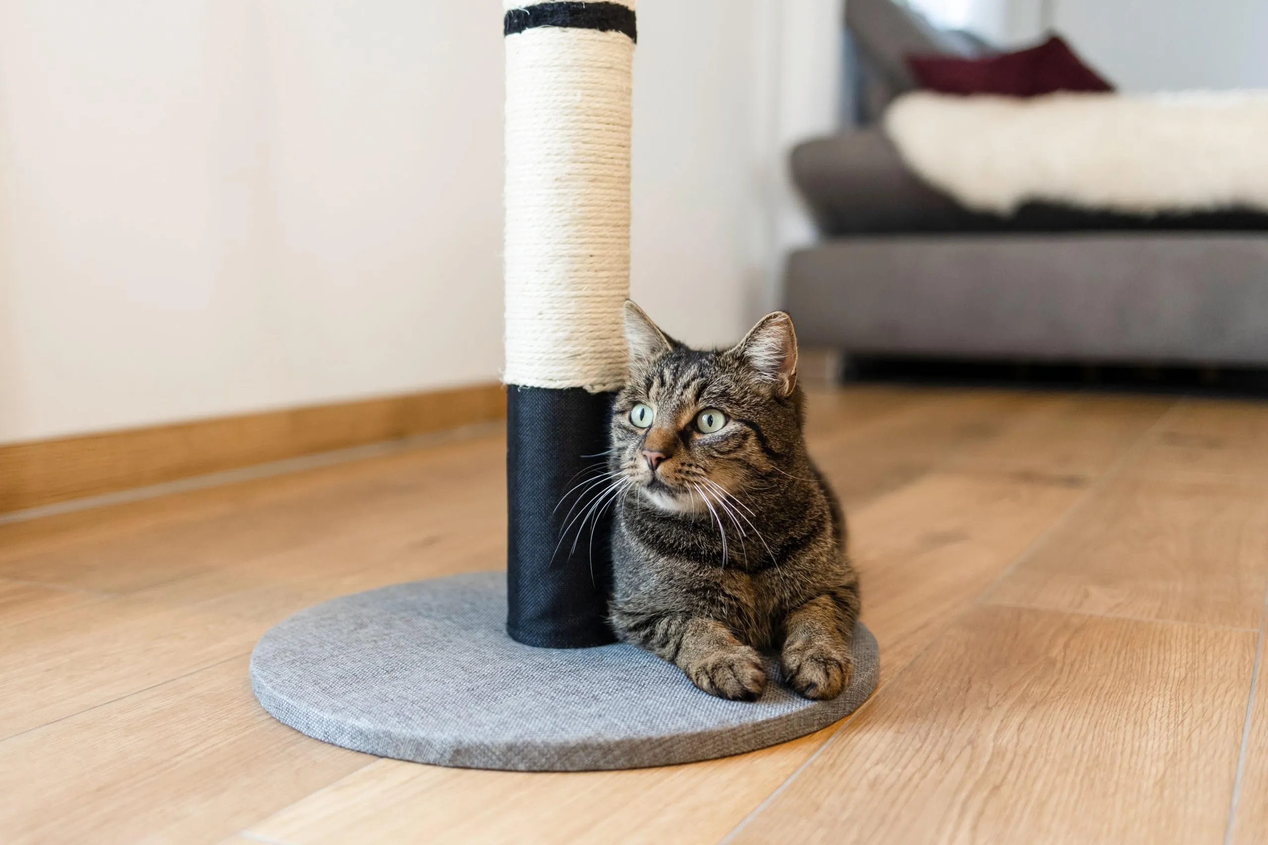 Kerbl Pet Opal Pro Tiragraffi in Sisal Naturale, 40x40x80cm, Grigio/Nero - immagine 5
