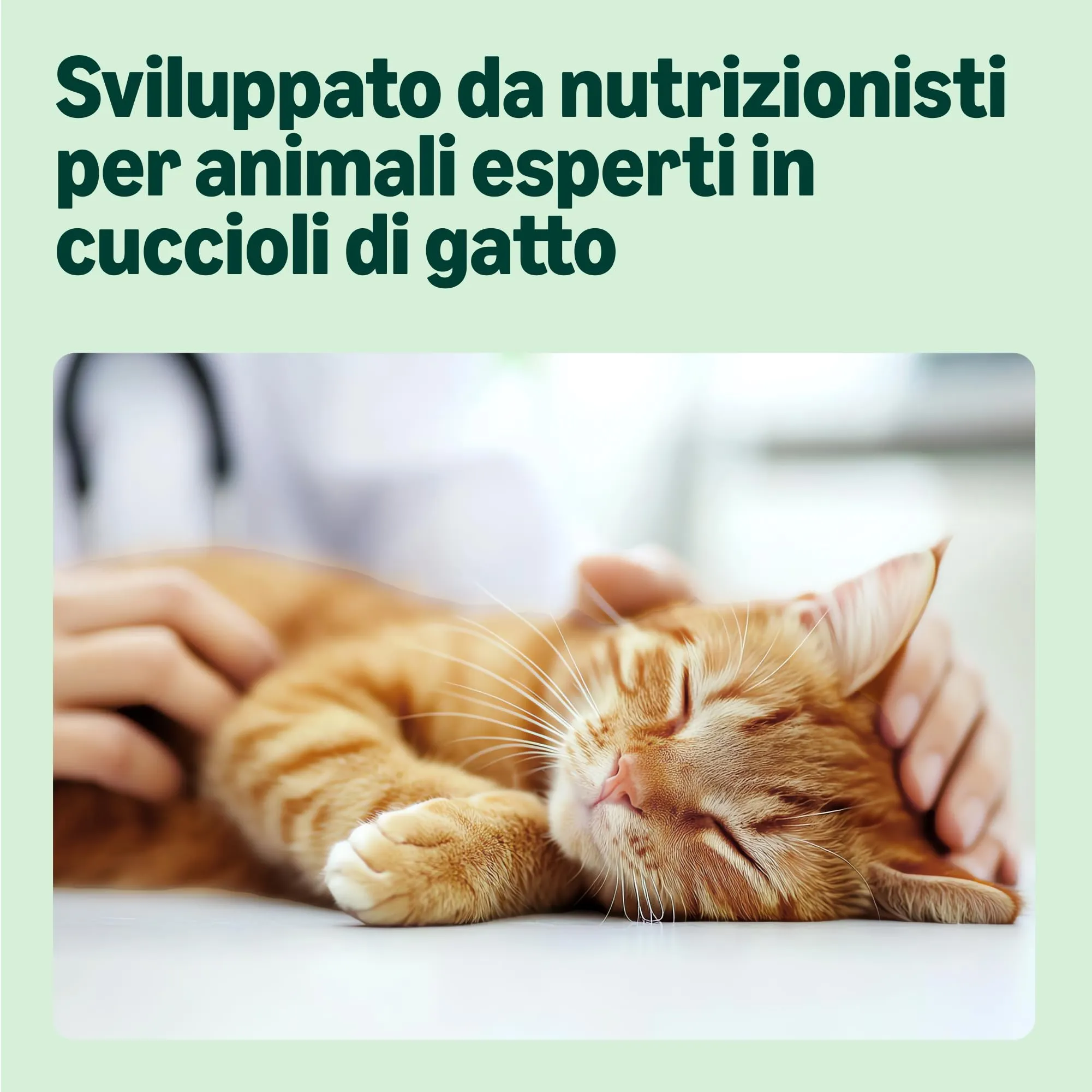 by Amazon Alimento completo per cuccioli di gatto, Selezione mista in gelatina, 1.2kg (12 sacchetti da 100g) - immagine 5