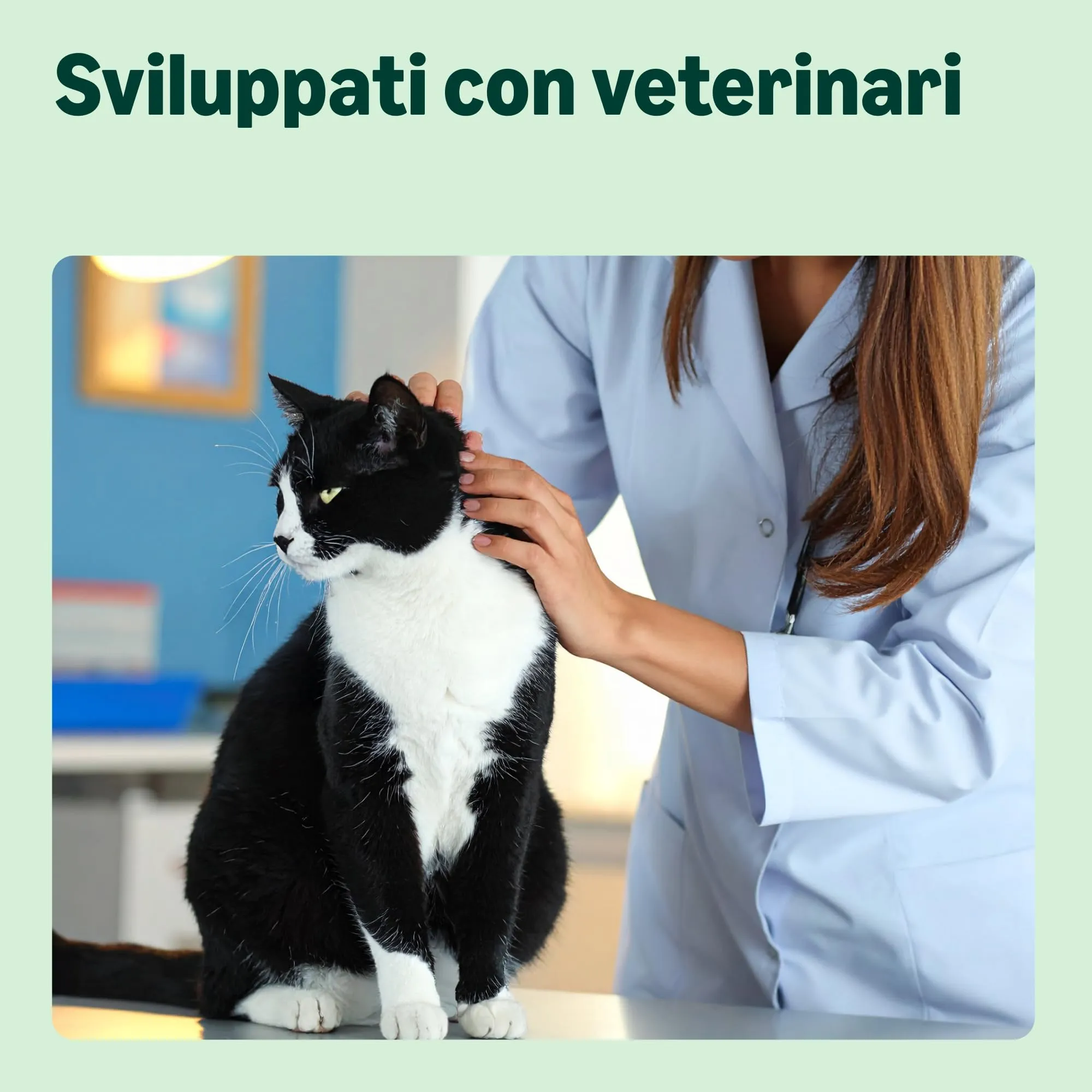 by Amazon Cibo Completo per Gatti Senior Senza Cereali con Pollo Fresco 3kg - immagine 3