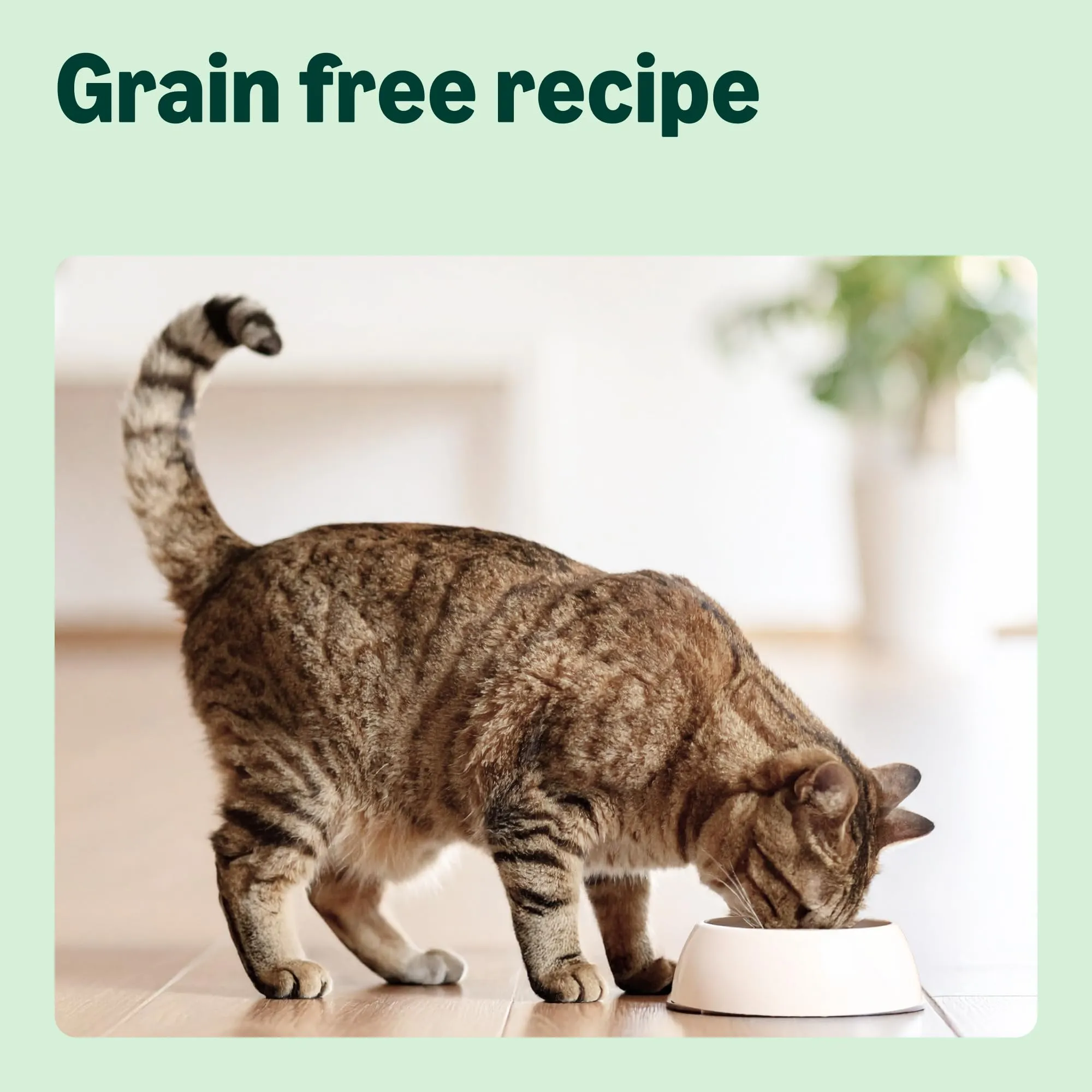 by Amazon Grainfree Recipe Cibo secco per gatti adulti con pollo fresco, 3 kg - immagine 4