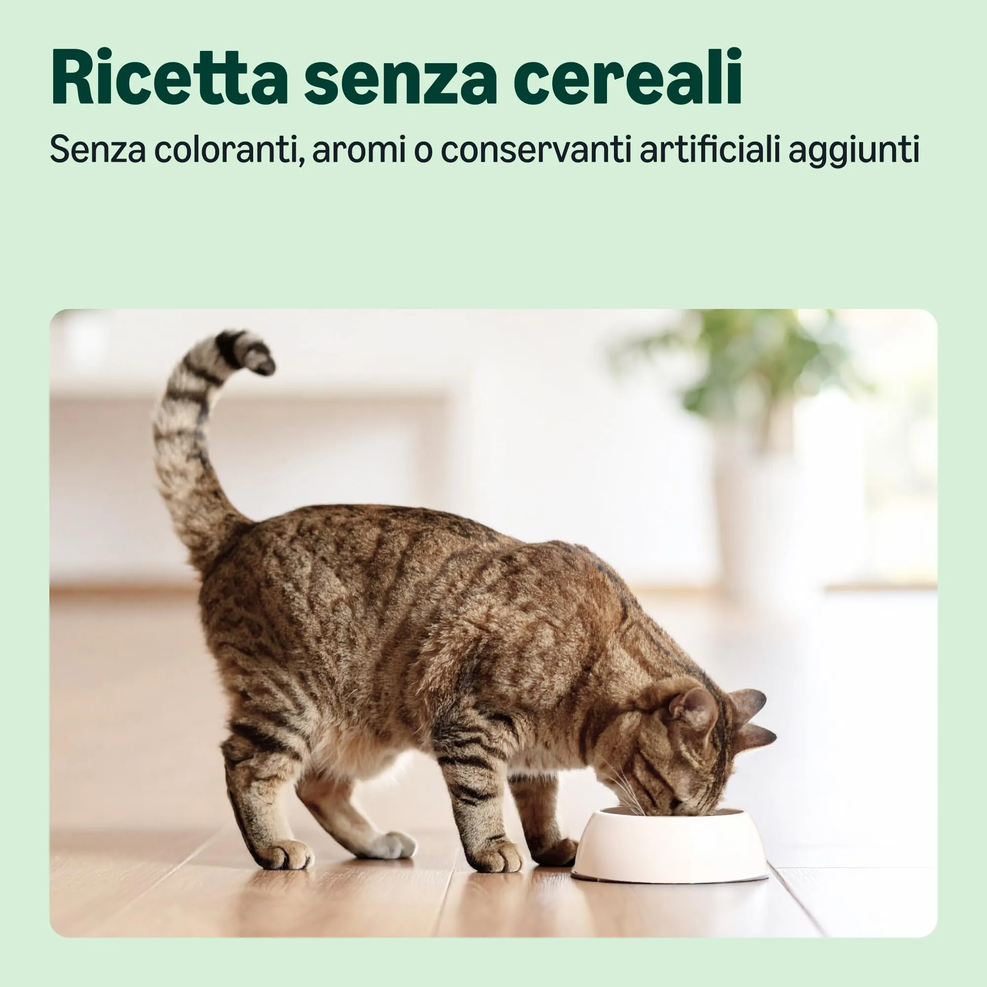 by Amazon Grainfree Recipe Cibo secco per gatti adulti con salmone fresco, 3 kg - immagine 4