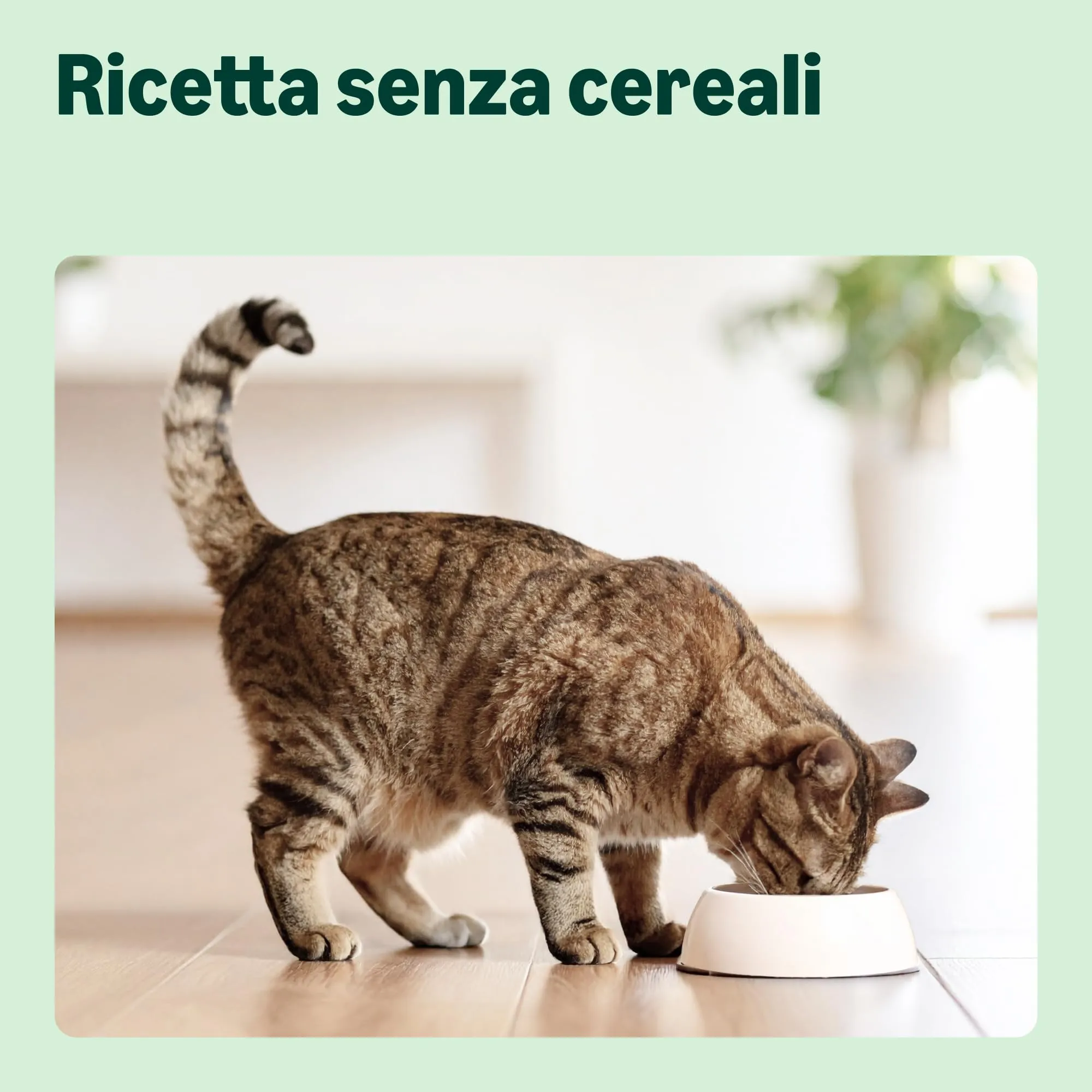 Amazon Cibo secco per gatti senza cereali Sterilizzato/Leggero con pollo fresco, 3 kg - immagine 4