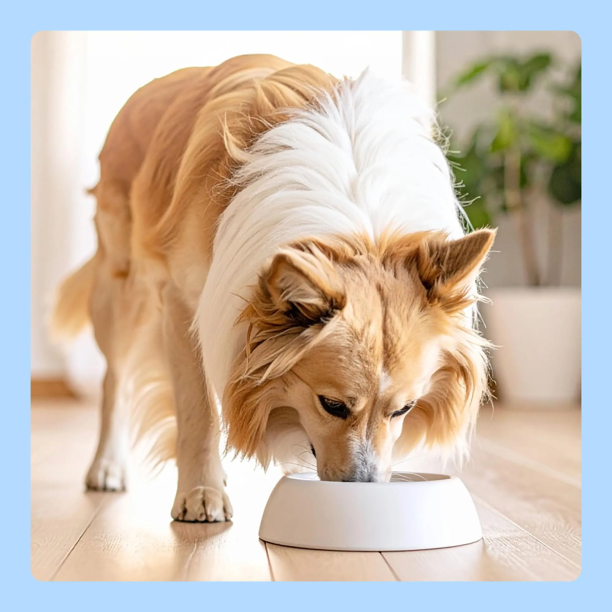 by Amazon Cibo umido per cani, bocconcini di pollame in salsa, 6 x 1,24 kg - immagine 6
