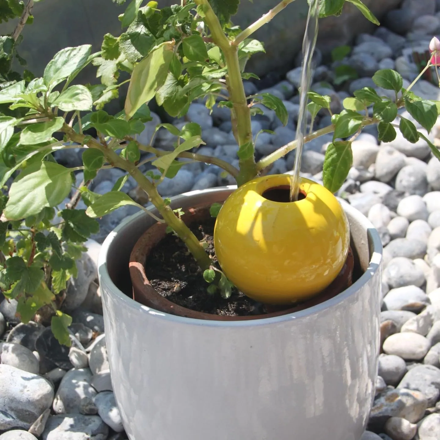 Ollas Lutton Mini Olla Terracotta da Piantare 25cl - Giallo - immagine 3