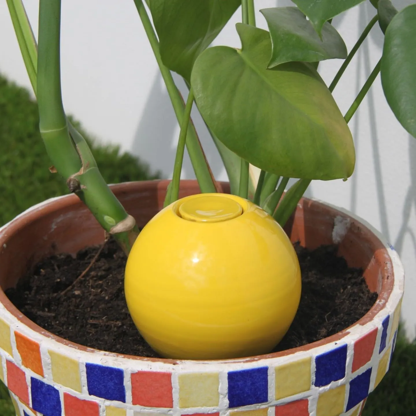 Ollas Lutton Mini Olla Terracotta da Piantare 25cl - Giallo - immagine 6