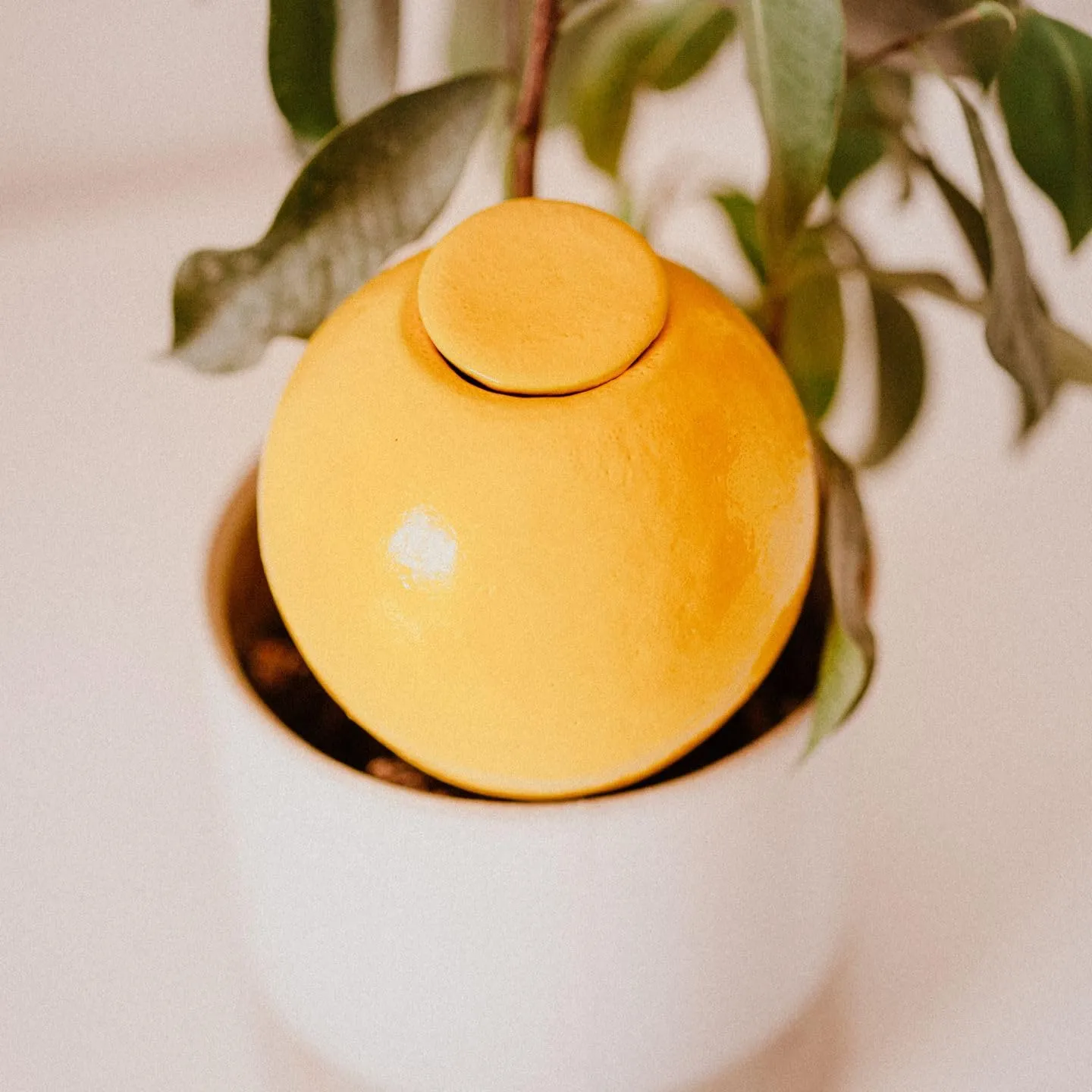 Ollas Lutton Mini Olla Terracotta da Piantare 25cl - Giallo - immagine 7