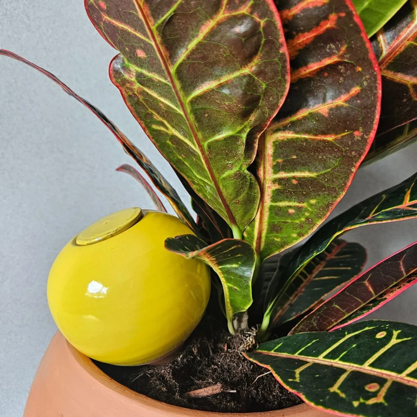 Ollas Lutton Mini Olla Terracotta da Piantare 25cl - Giallo - immagine 8