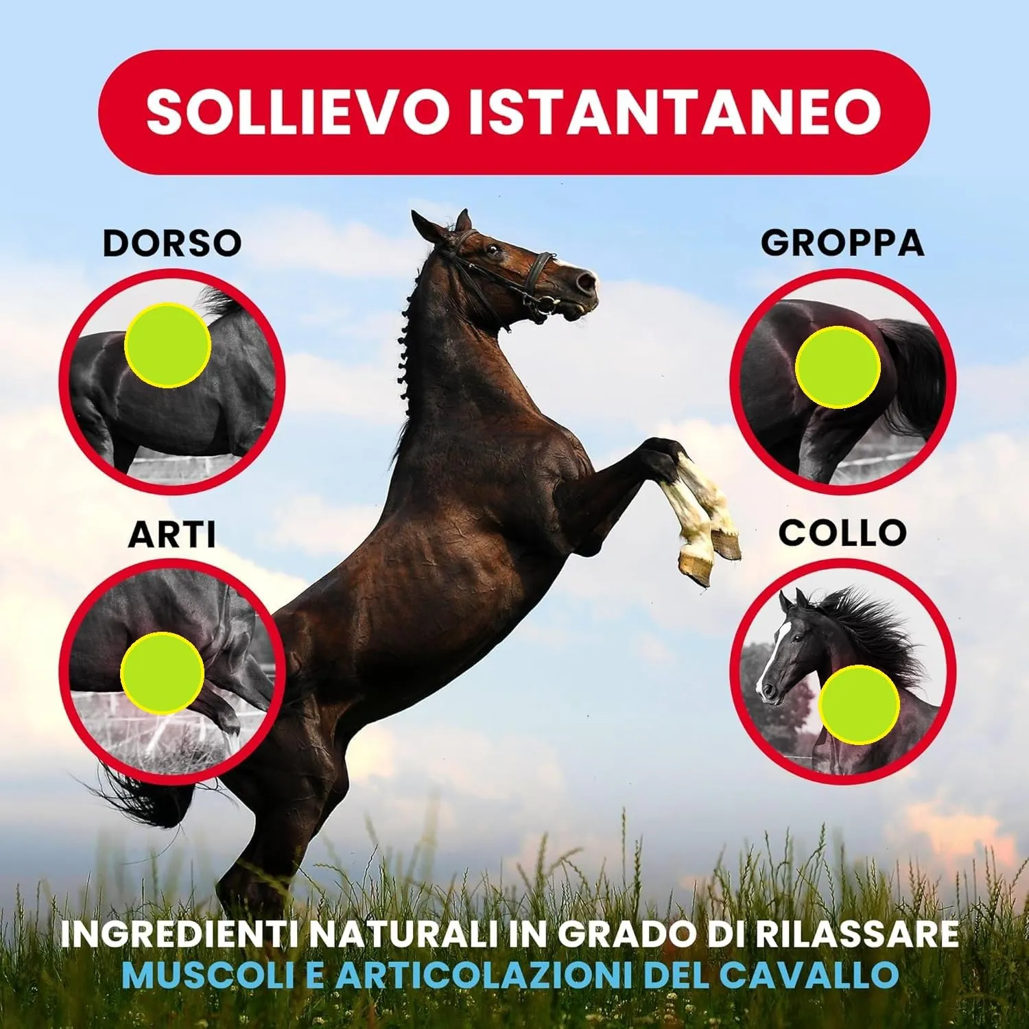 Arnica 100's Gel Extraforte Raffreddante per Cavalli Pearson, 500 ML - immagine 6