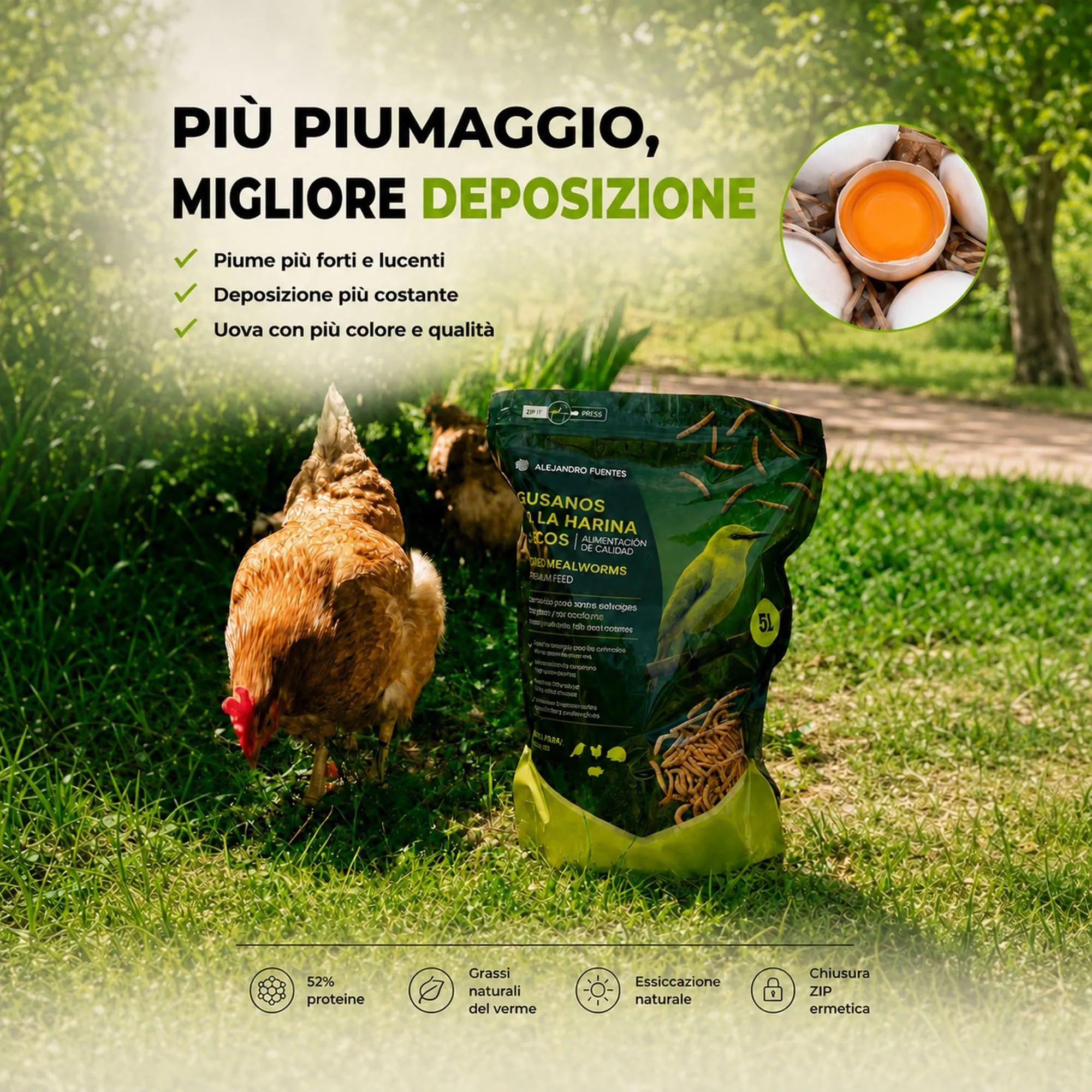 ALEJANDRO FUENTES Camole della Farina Essiccate Tenebrio Molitor 52% Proteine, 800g - immagine 2