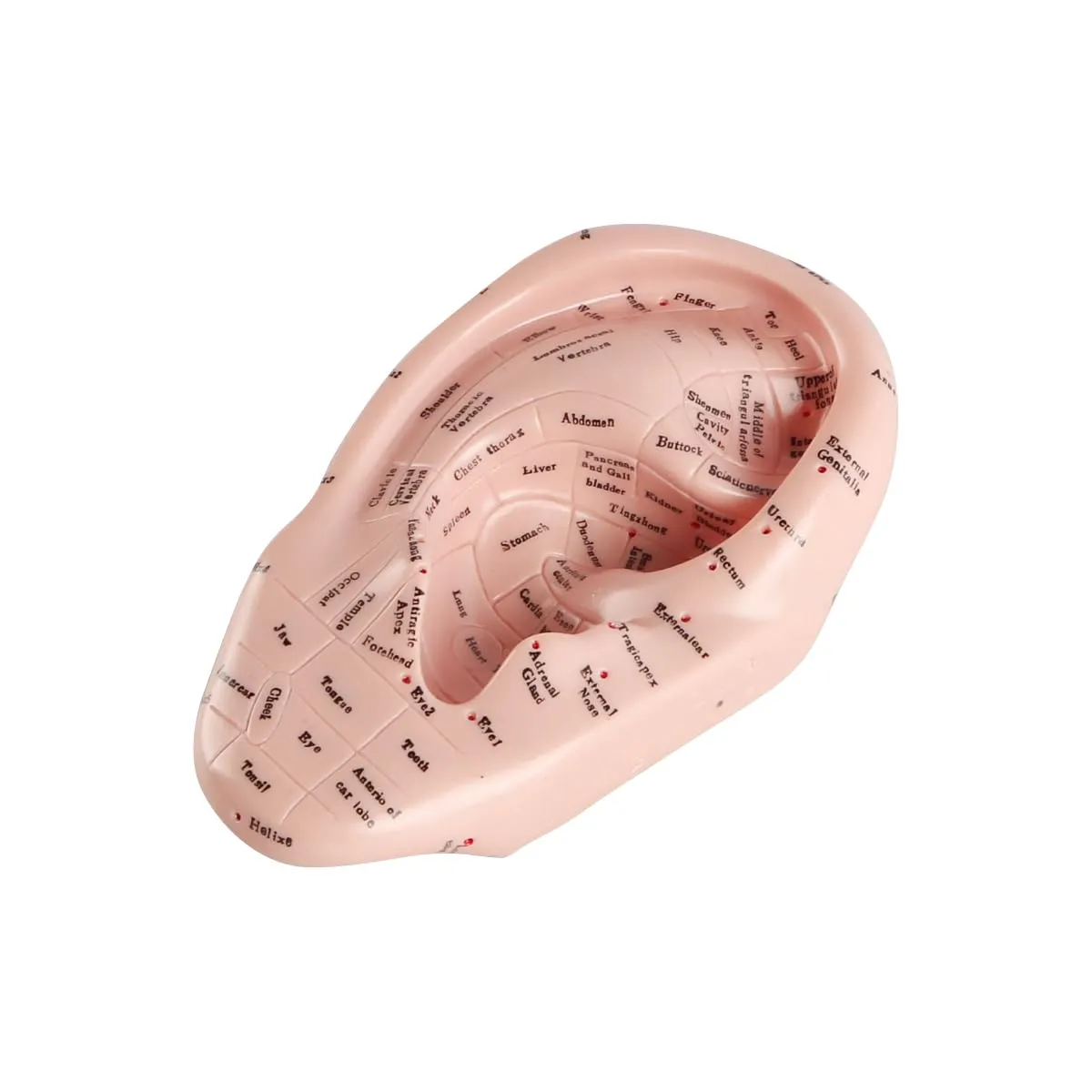 Laroal Modello Punti di Agopuntura dell'Orecchio in PVC Morbido, 17 cm - immagine 2
