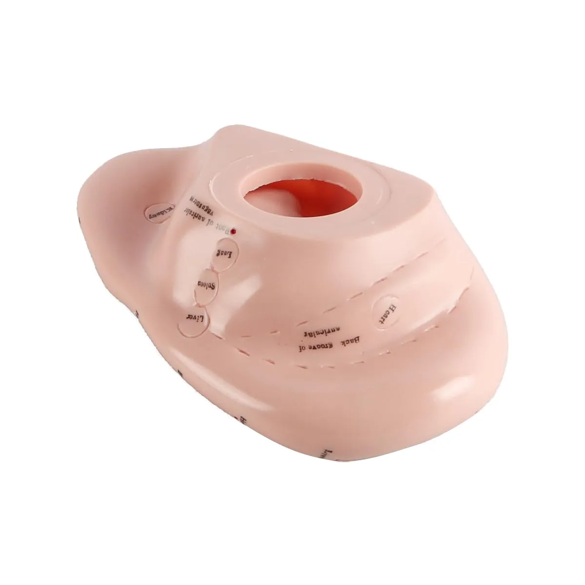 Laroal Modello Punti di Agopuntura dell'Orecchio in PVC Morbido, 17 cm - immagine 3