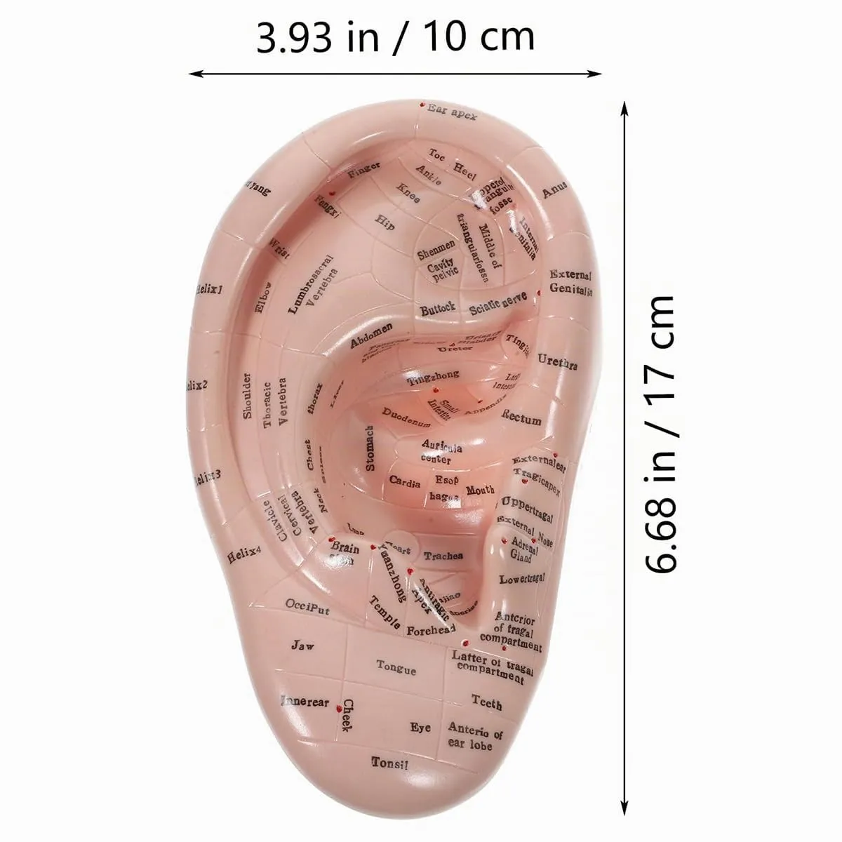 Laroal Modello Punti di Agopuntura dell'Orecchio in PVC Morbido, 17 cm - immagine 7