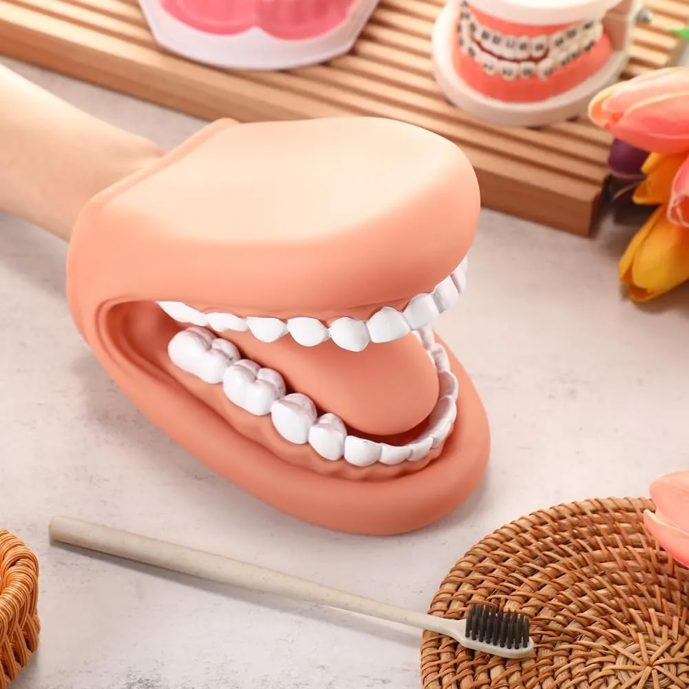 Gokelomg Modello di Bocca con Lingua e Denti, Marionetta Educativa con Spazzolino da Denti per Apprendimento e Logopedia - immagine 2